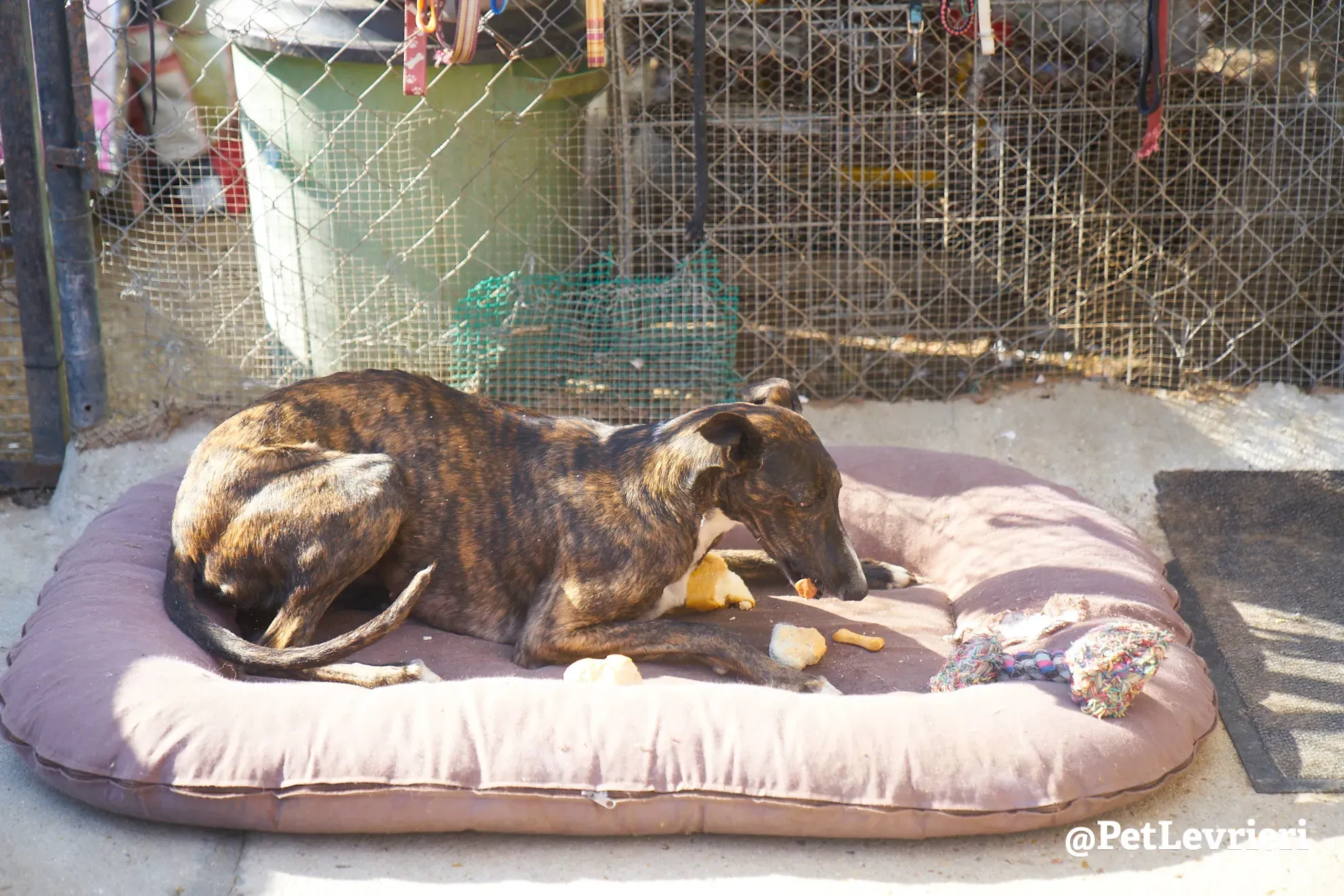 leona adozione galgo 8