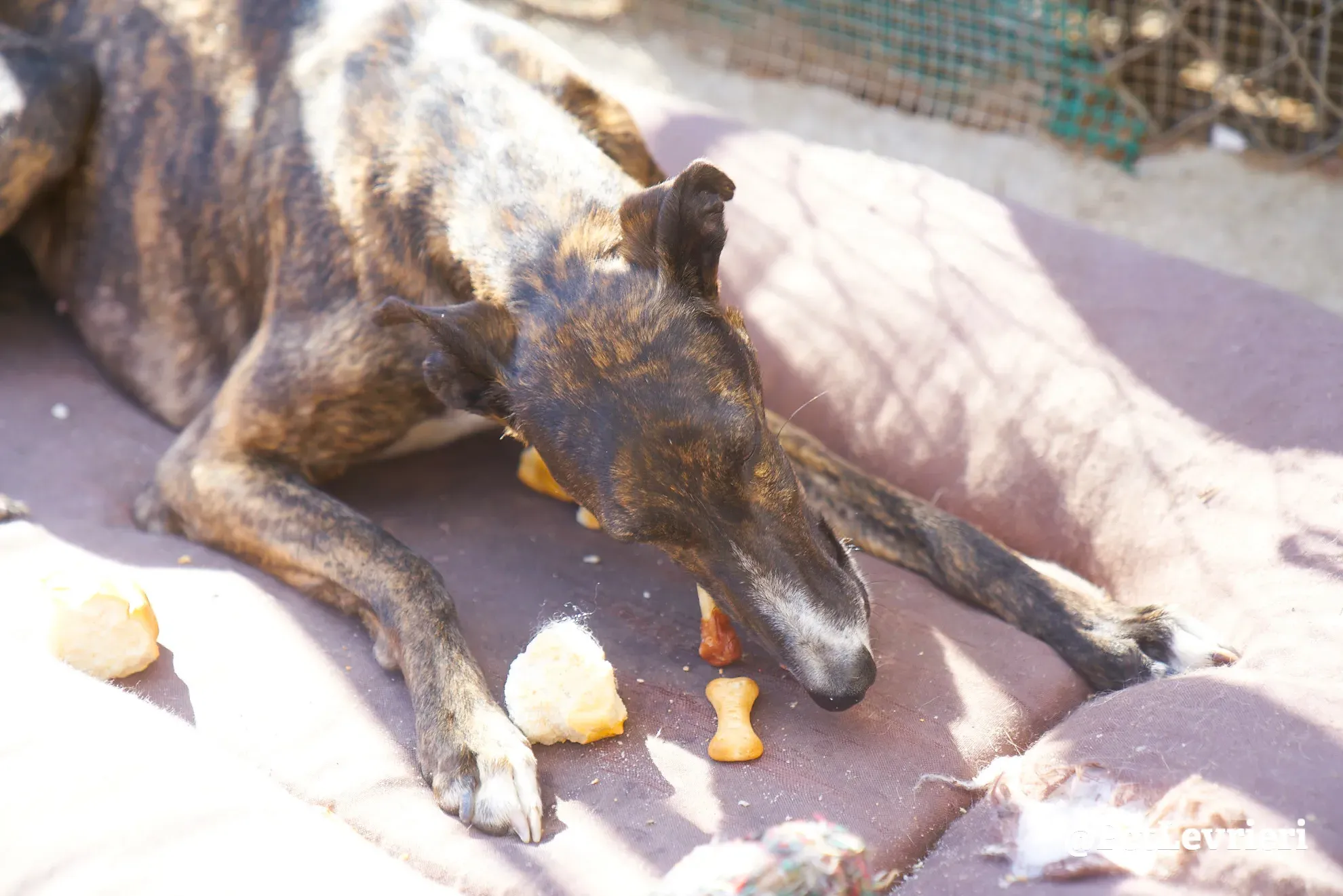 leona adozione galgo 9