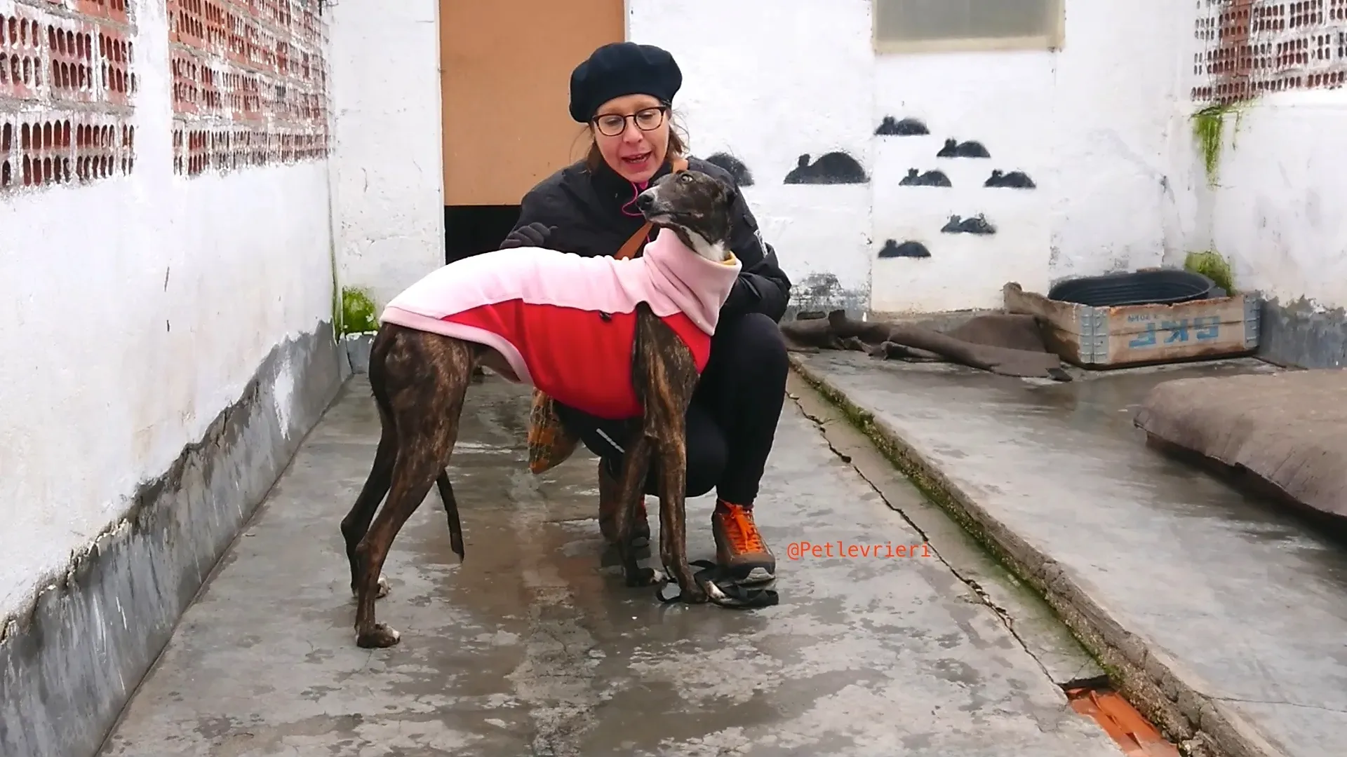 leona adozione levrieri galgo 21