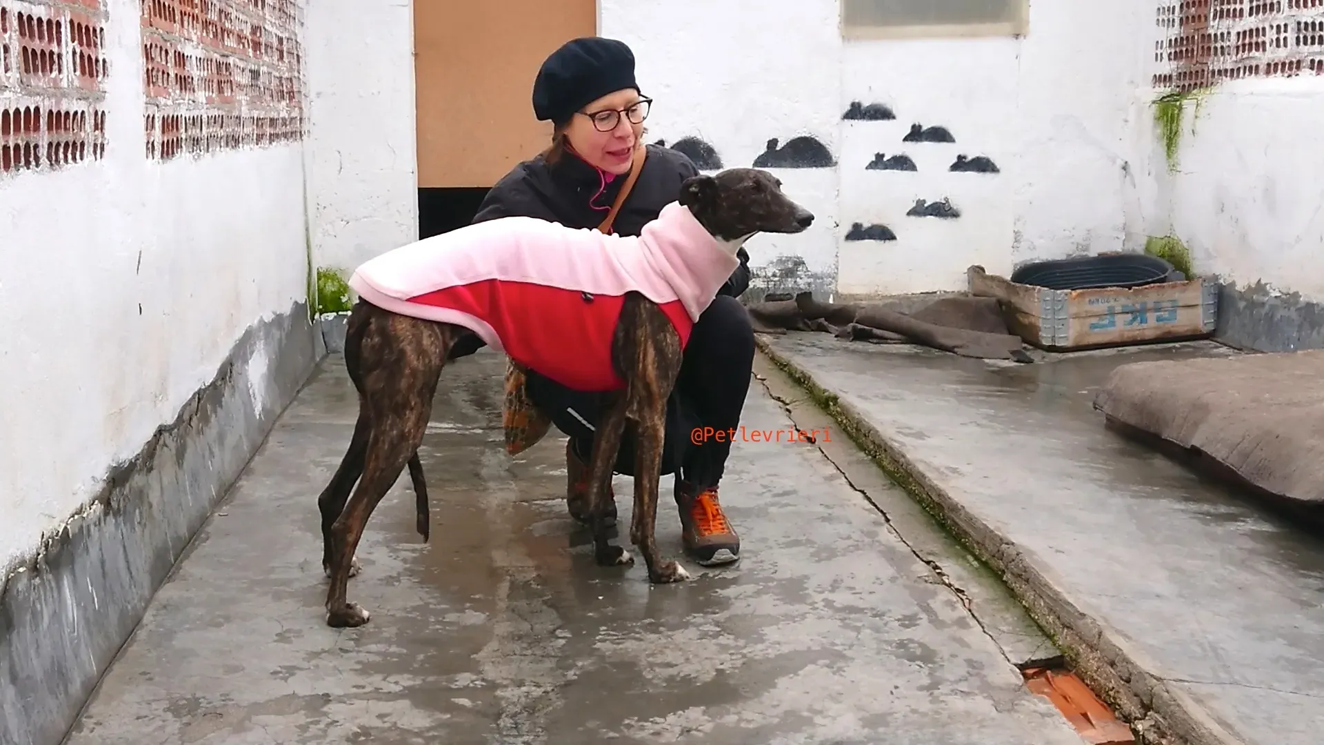 leona adozione levrieri galgo 27