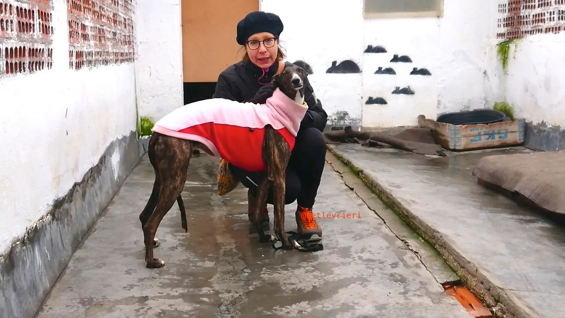 leona adozione levrieri galgo 28
