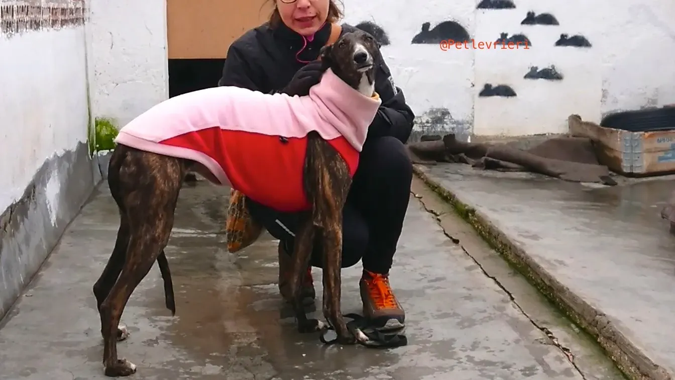 leona adozione levrieri galgo 4