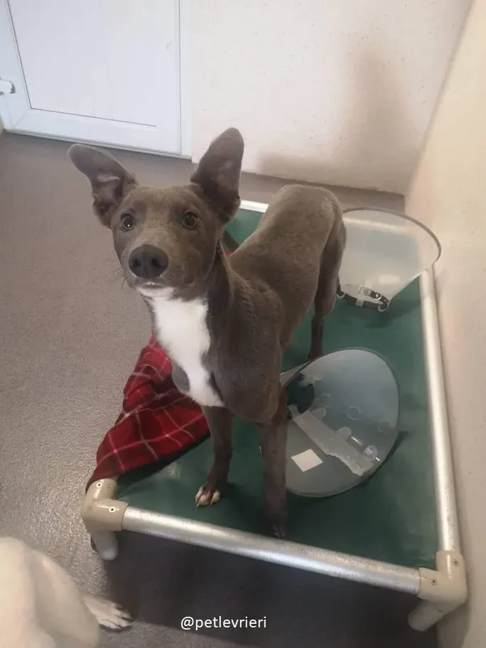 leonard adozione greyhound 1