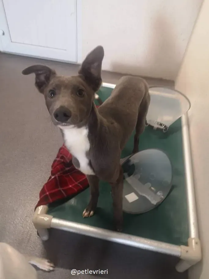 leonard adozione greyhound 3