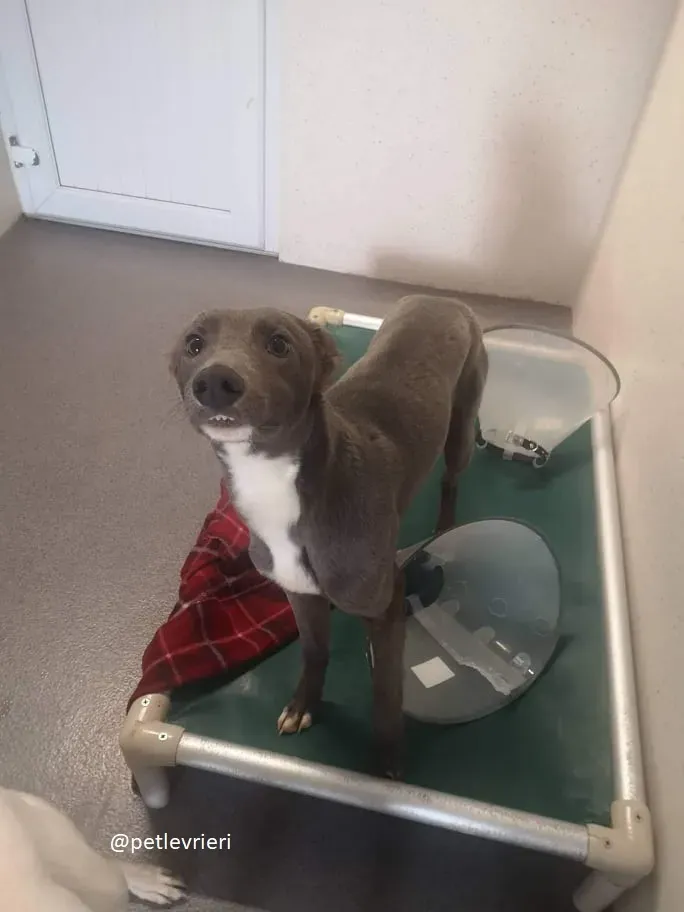 leonard adozione greyhound