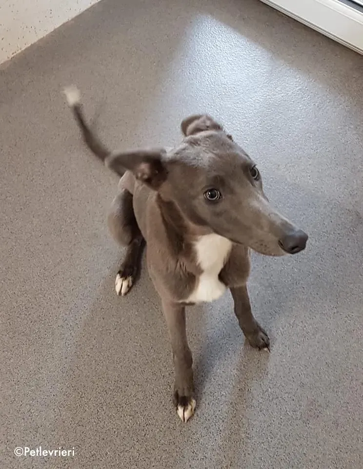 leonard adozione levrieri greyhound 1