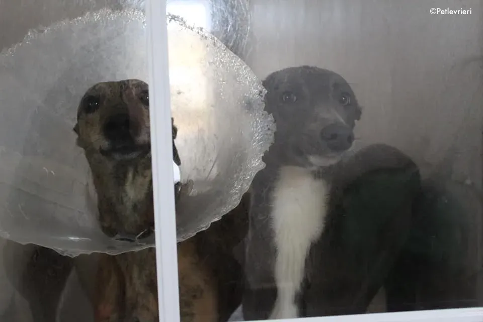 leonard e leah adozione levrieri greyhound 1