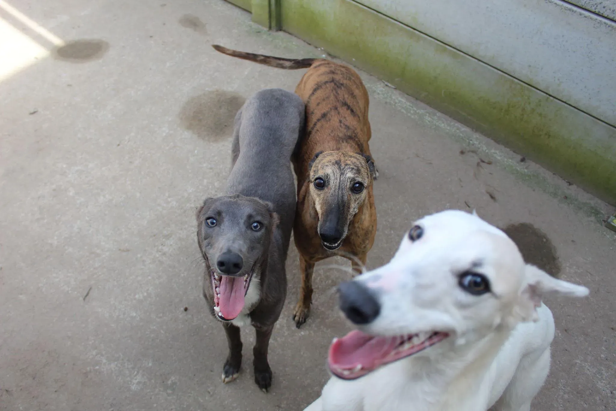 leonard leah adozione levrieri greyhound 1 1