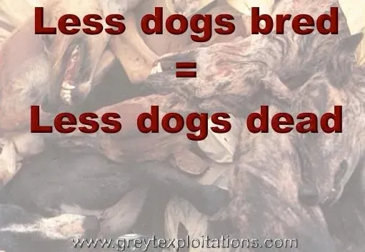 less dog bred