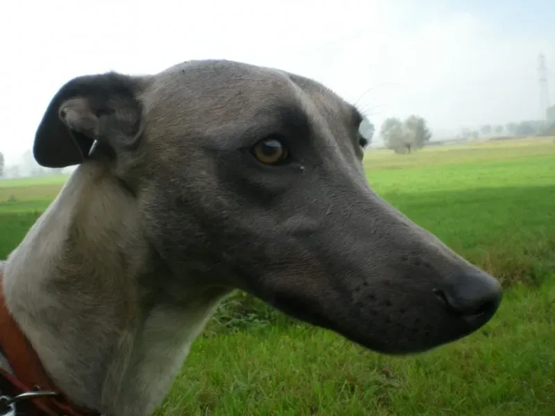 levriero Pet Levrieri