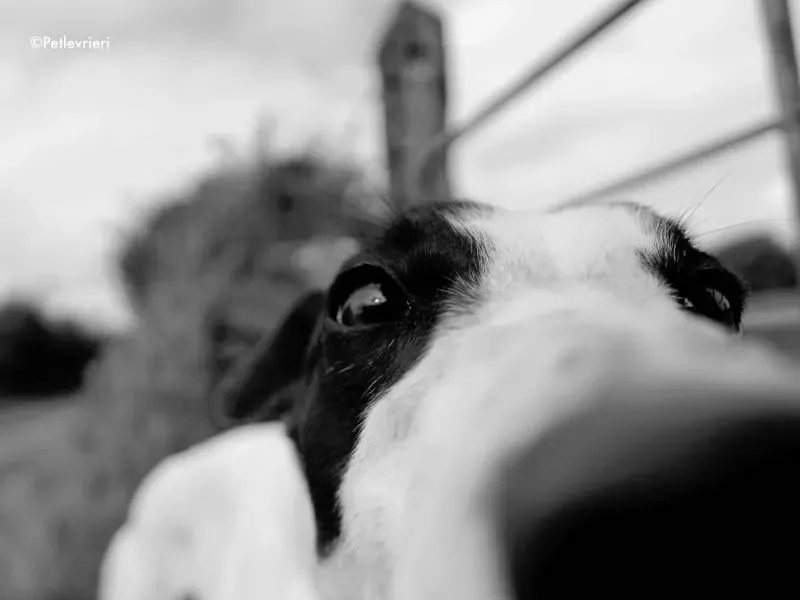 lexi adozione greyhound 1