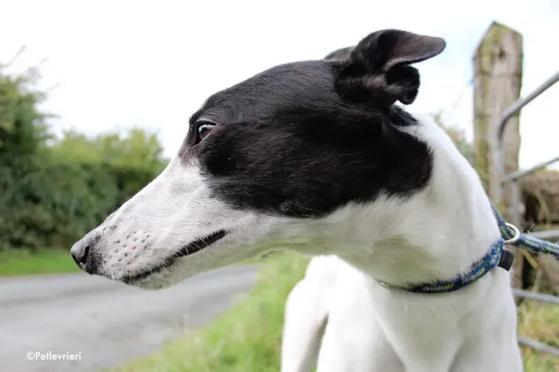 lexi adozione greyhound 2