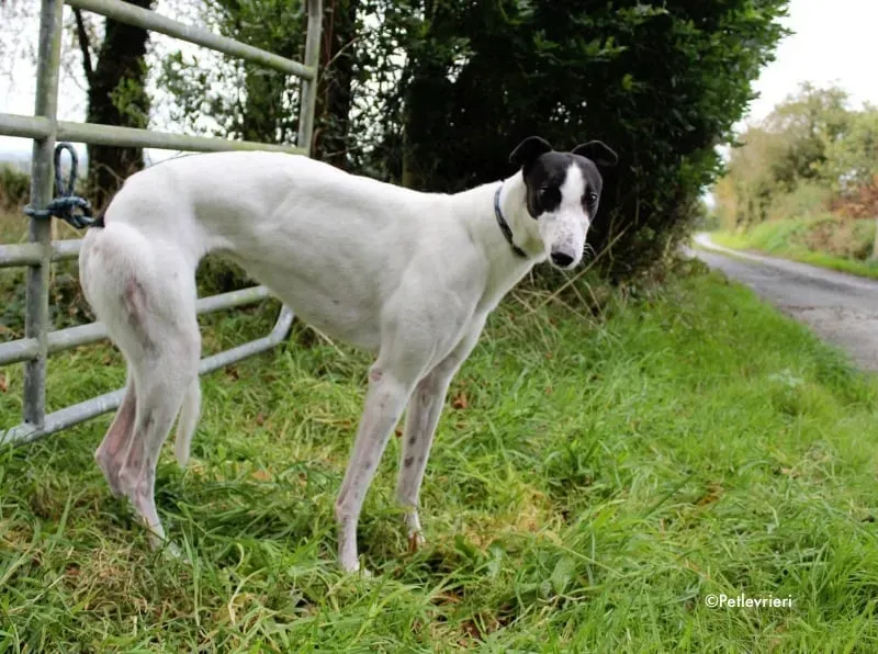 lexi adozione greyhound 3