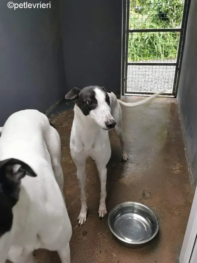 lexi adozione greyhound 4