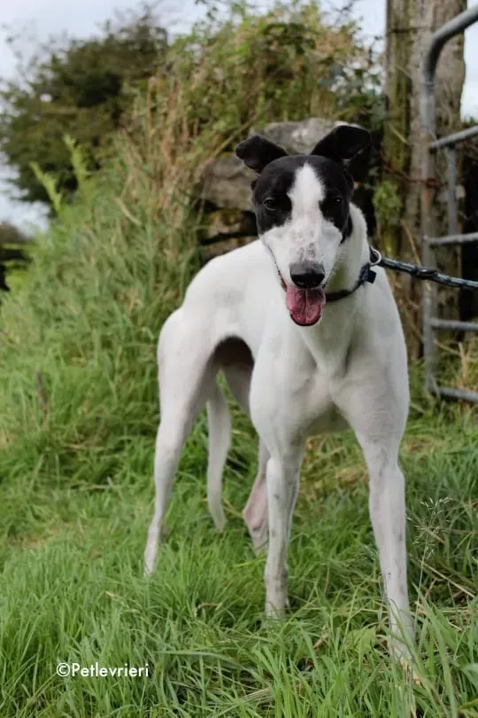 lexi adozione greyhound 5