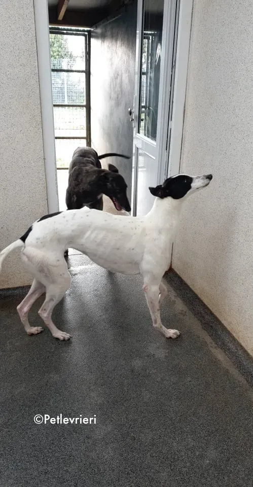 lexi adozione greyhound 7