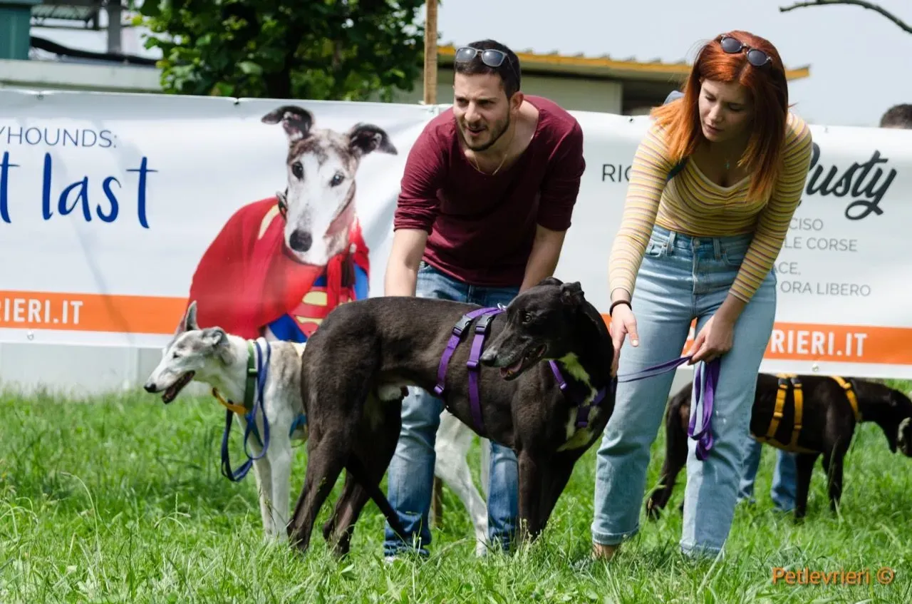 liam adozione levrieri greyhound 1