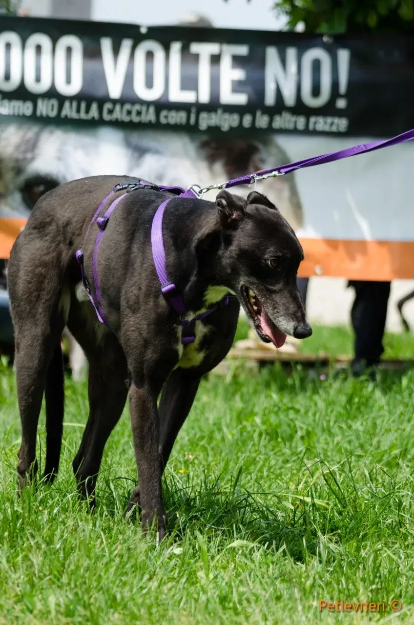 liam adozione levrieri greyhound 2