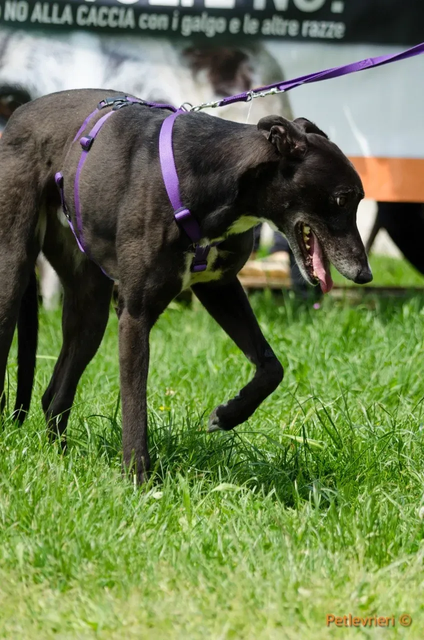 liam adozione levrieri greyhound 3
