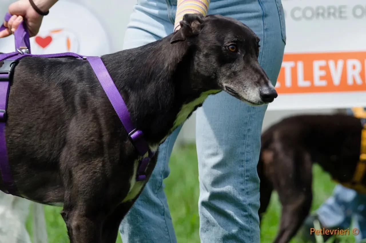 liam adozione levrieri greyhound 4