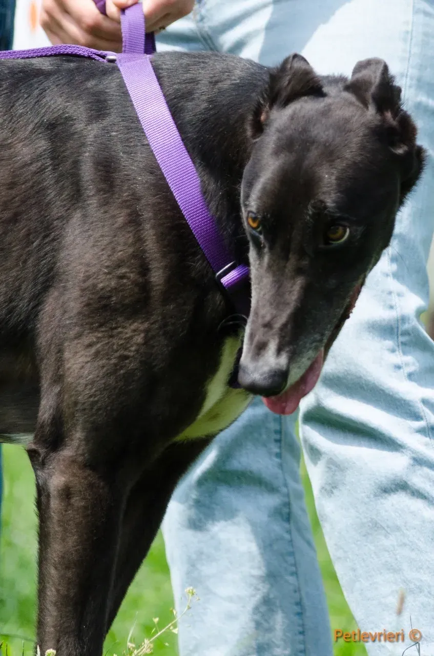 liam adozione levrieri greyhound 5