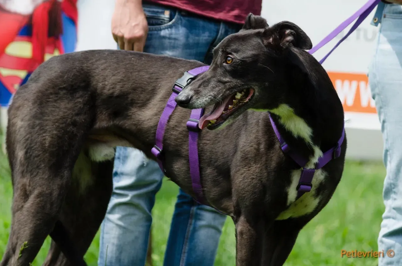 liam adozione levrieri greyhound 7