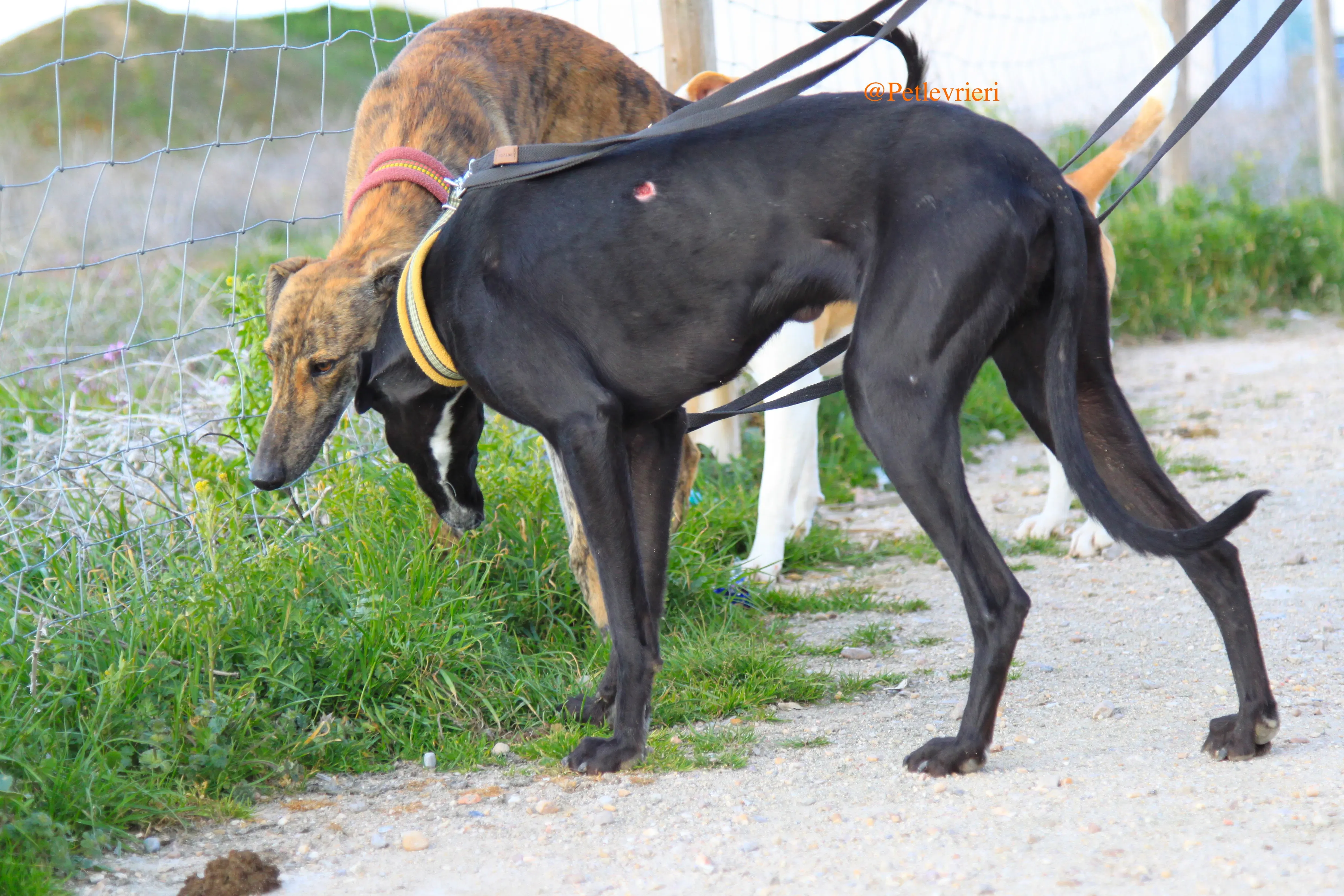 liam adozioni levrieri galgo 1