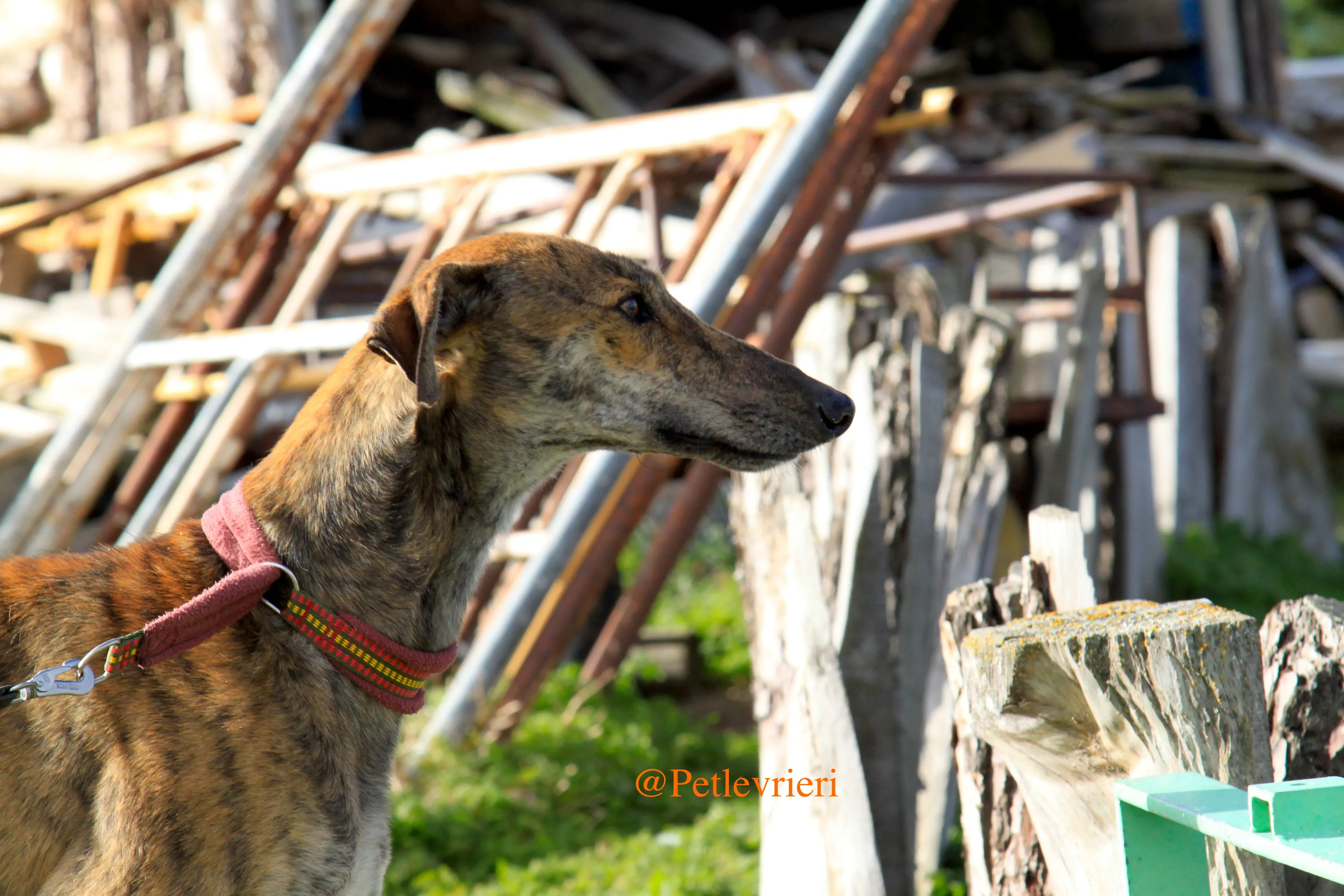 liam adozioni levrieri galgo 11