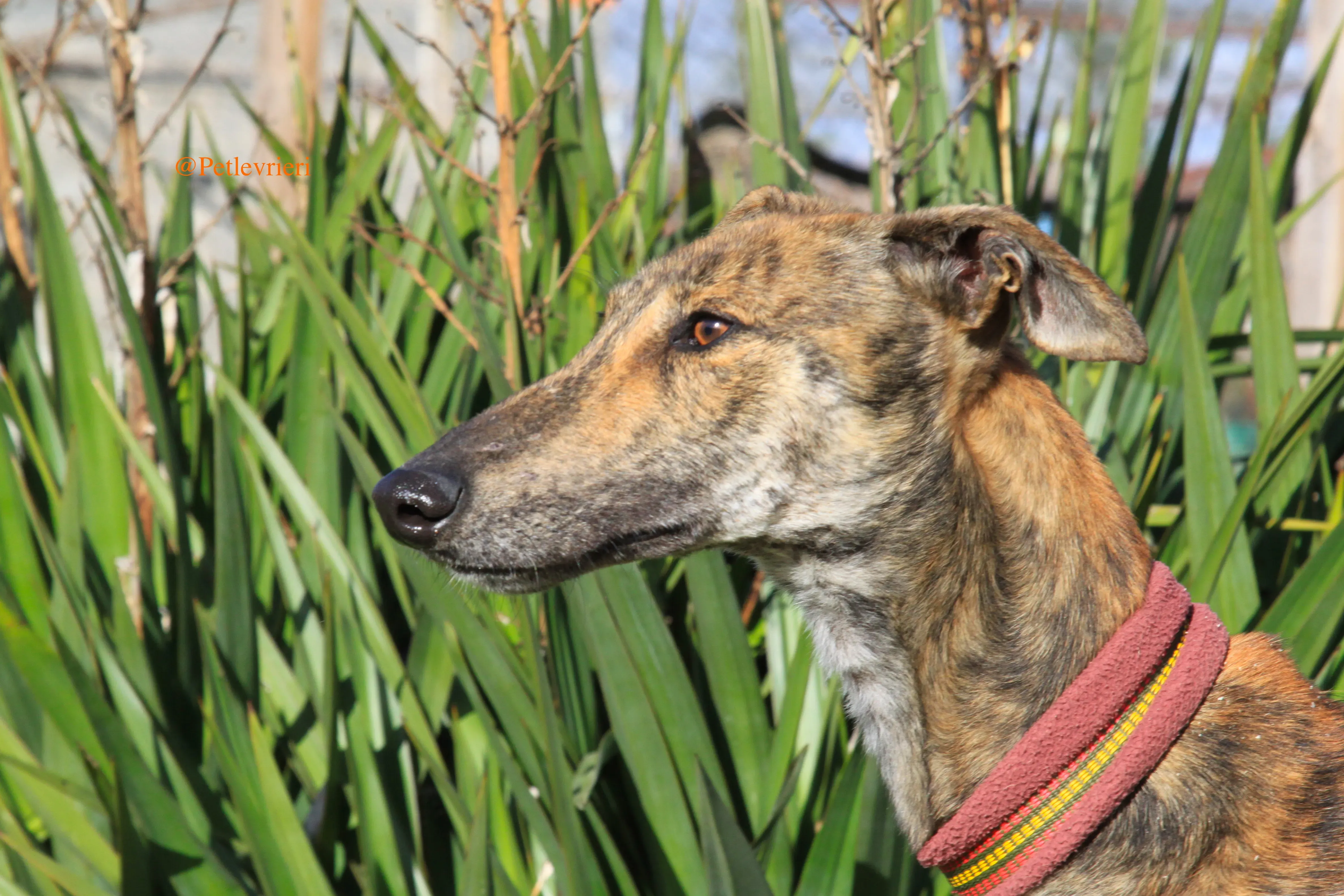 liam adozioni levrieri galgo 13