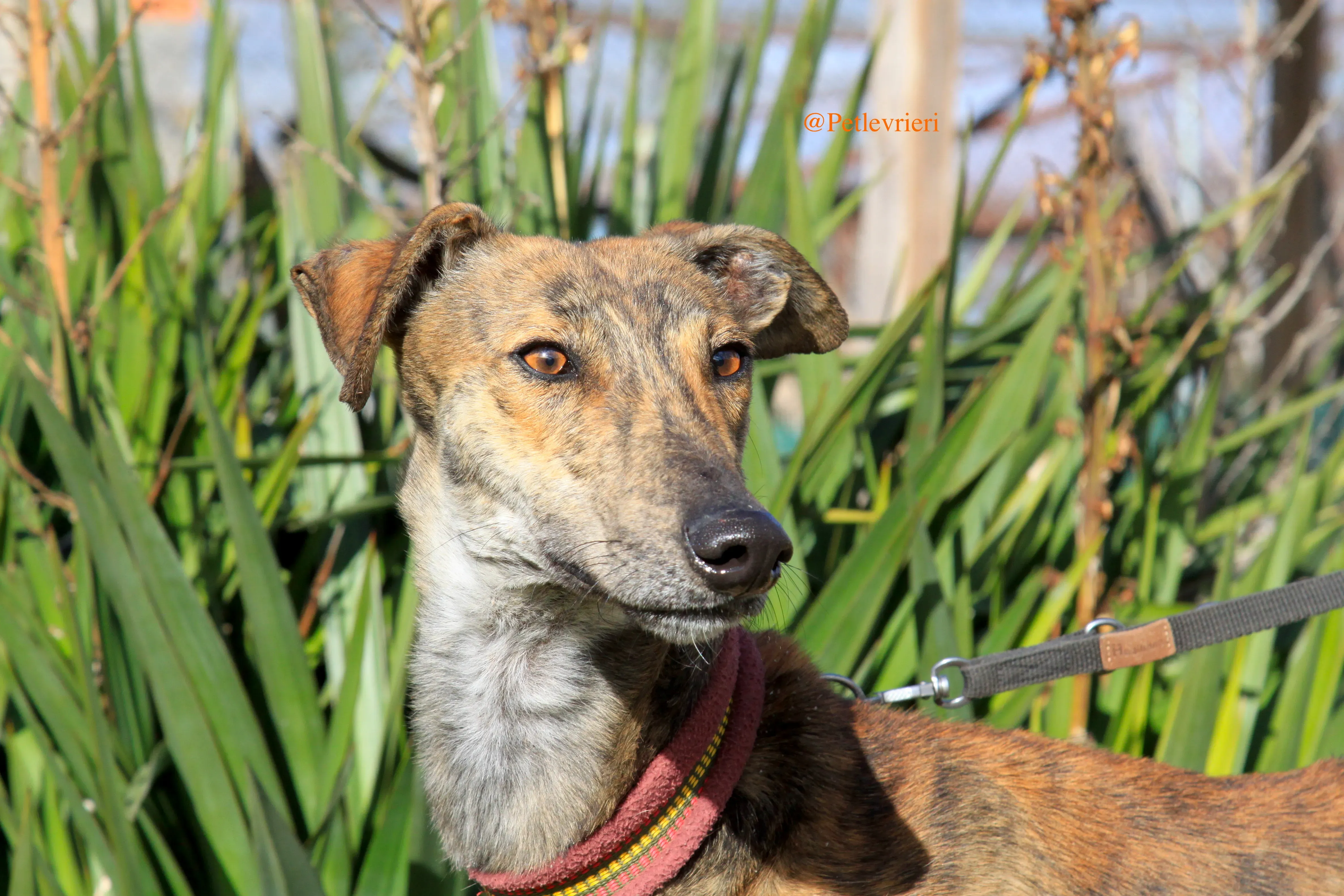 liam adozioni levrieri galgo 14