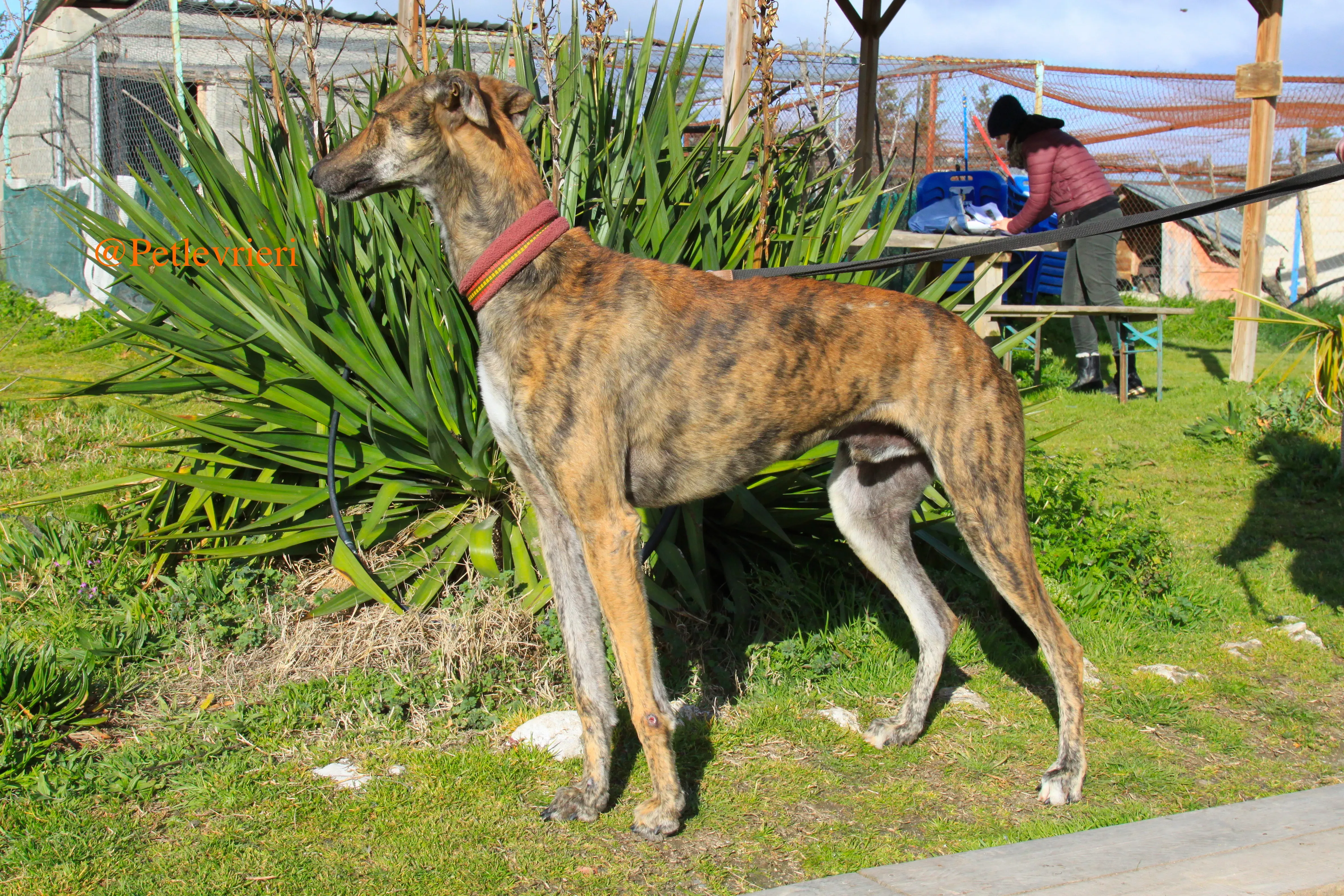 liam adozioni levrieri galgo 15