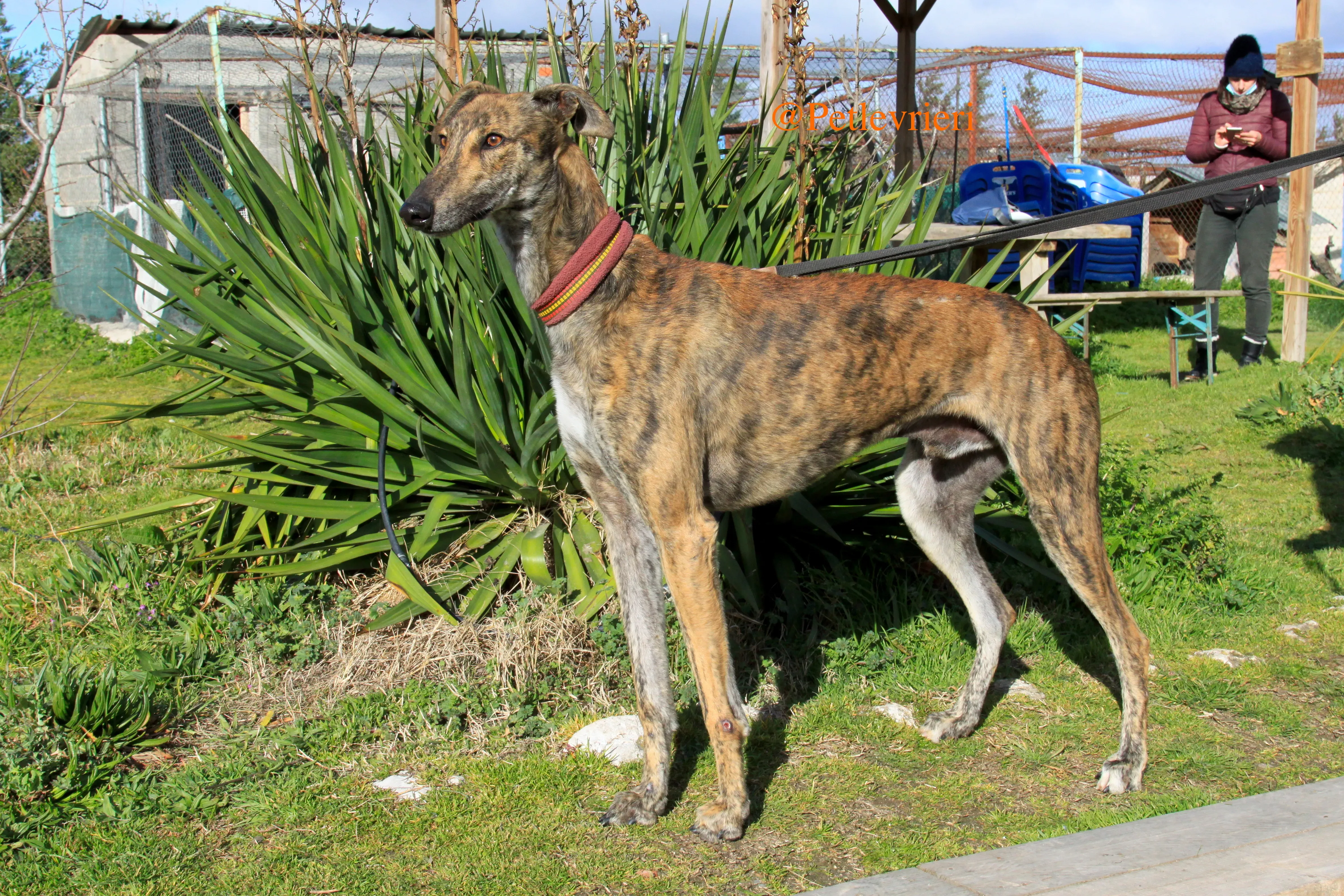 liam adozioni levrieri galgo 16
