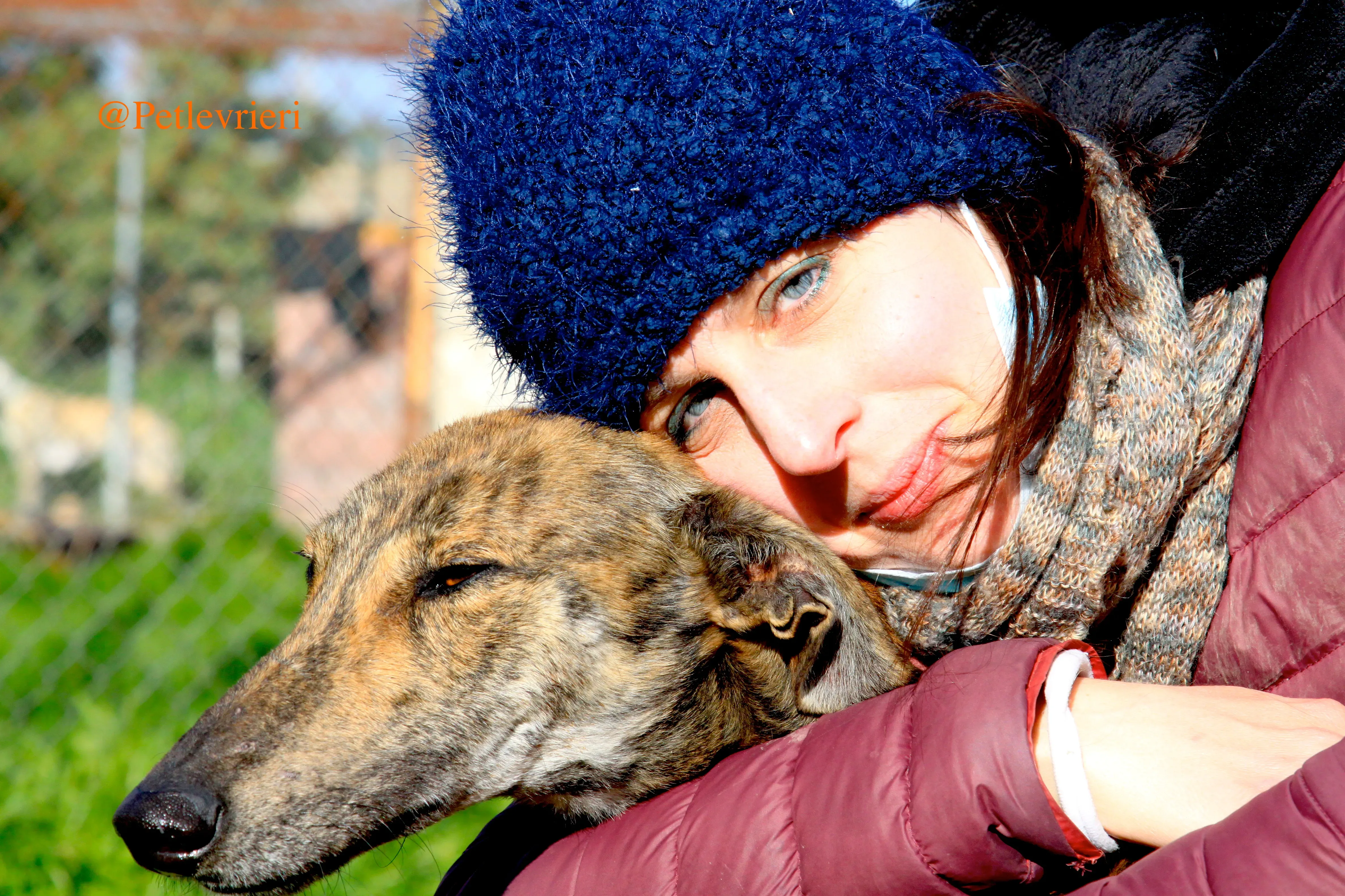 liam adozioni levrieri galgo 17