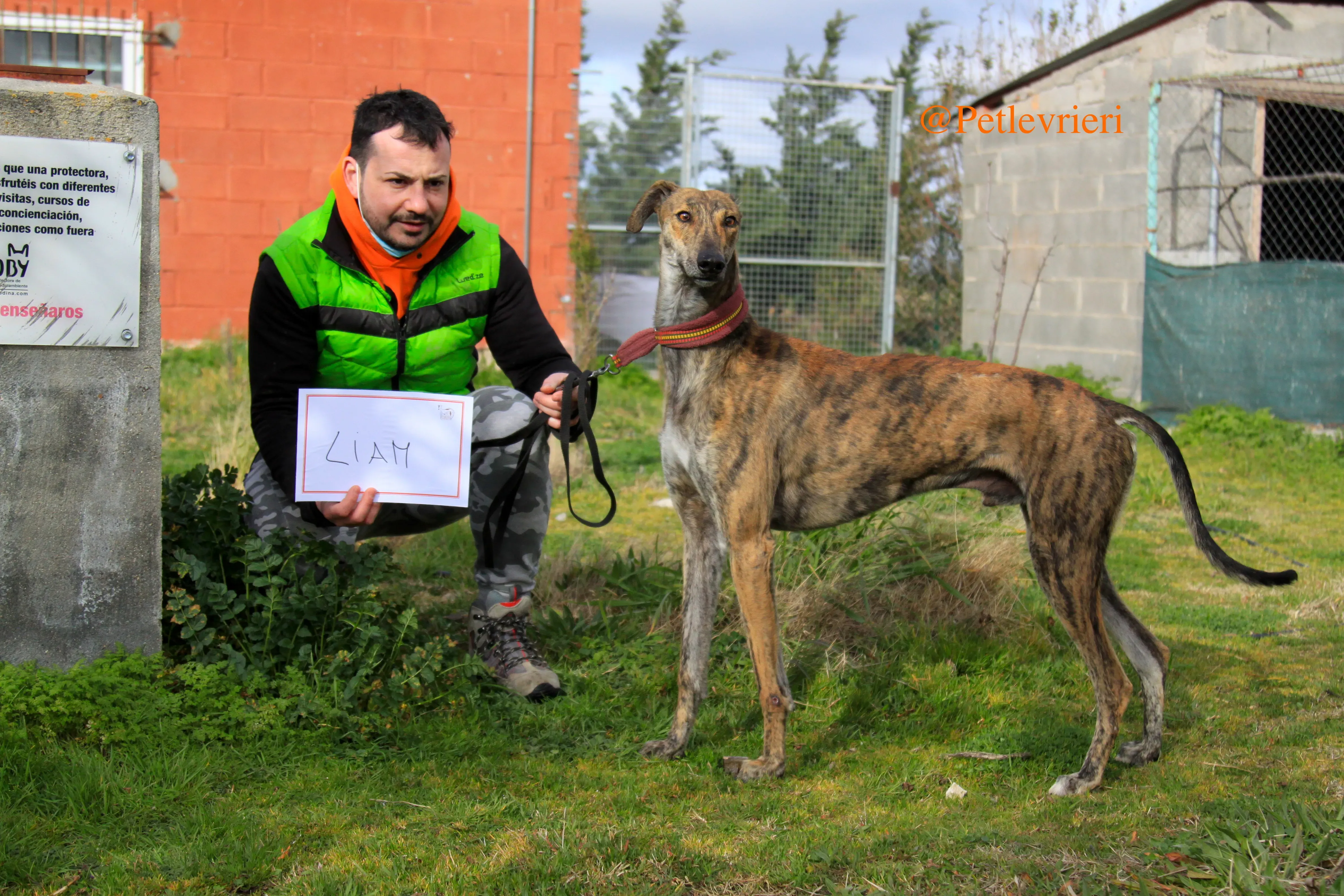liam adozioni levrieri galgo 18