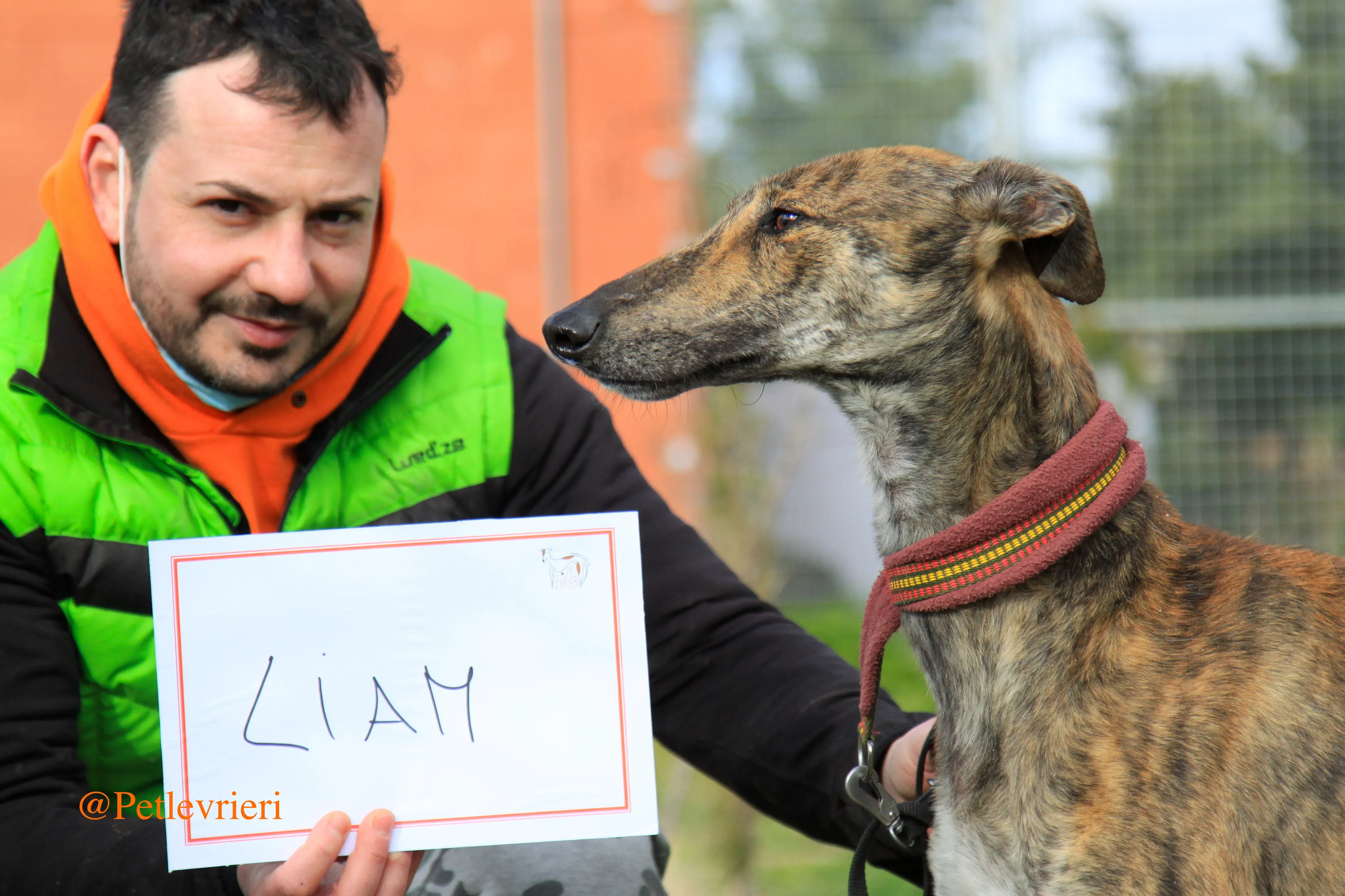 liam adozioni levrieri galgo 20