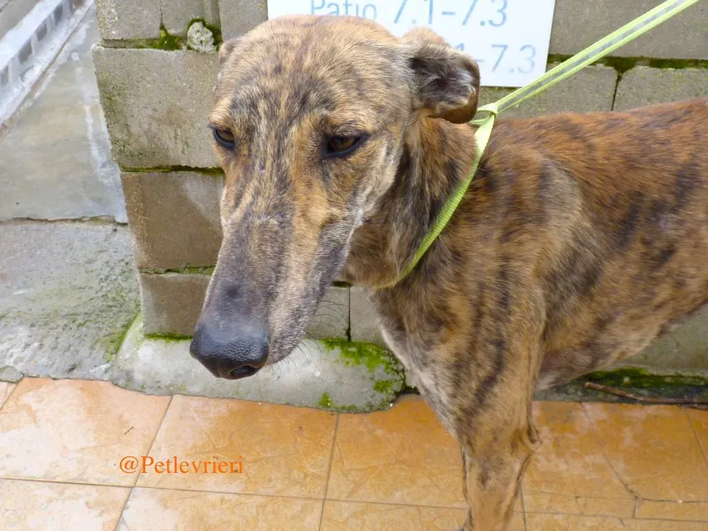 liam adozioni levrieri galgo 21 1