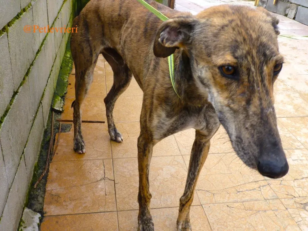 liam adozioni levrieri galgo 22