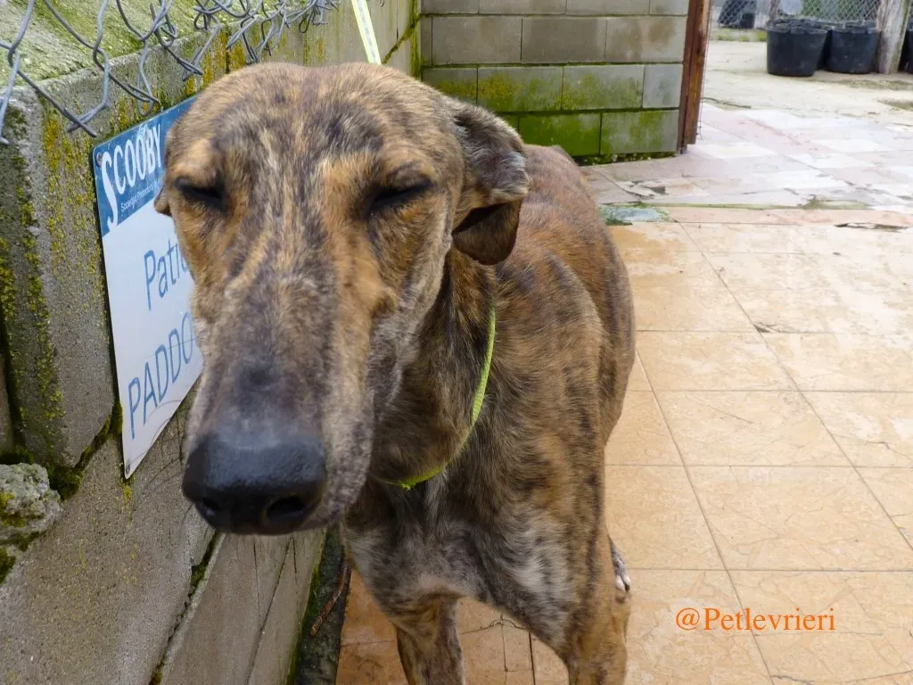 liam adozioni levrieri galgo 23