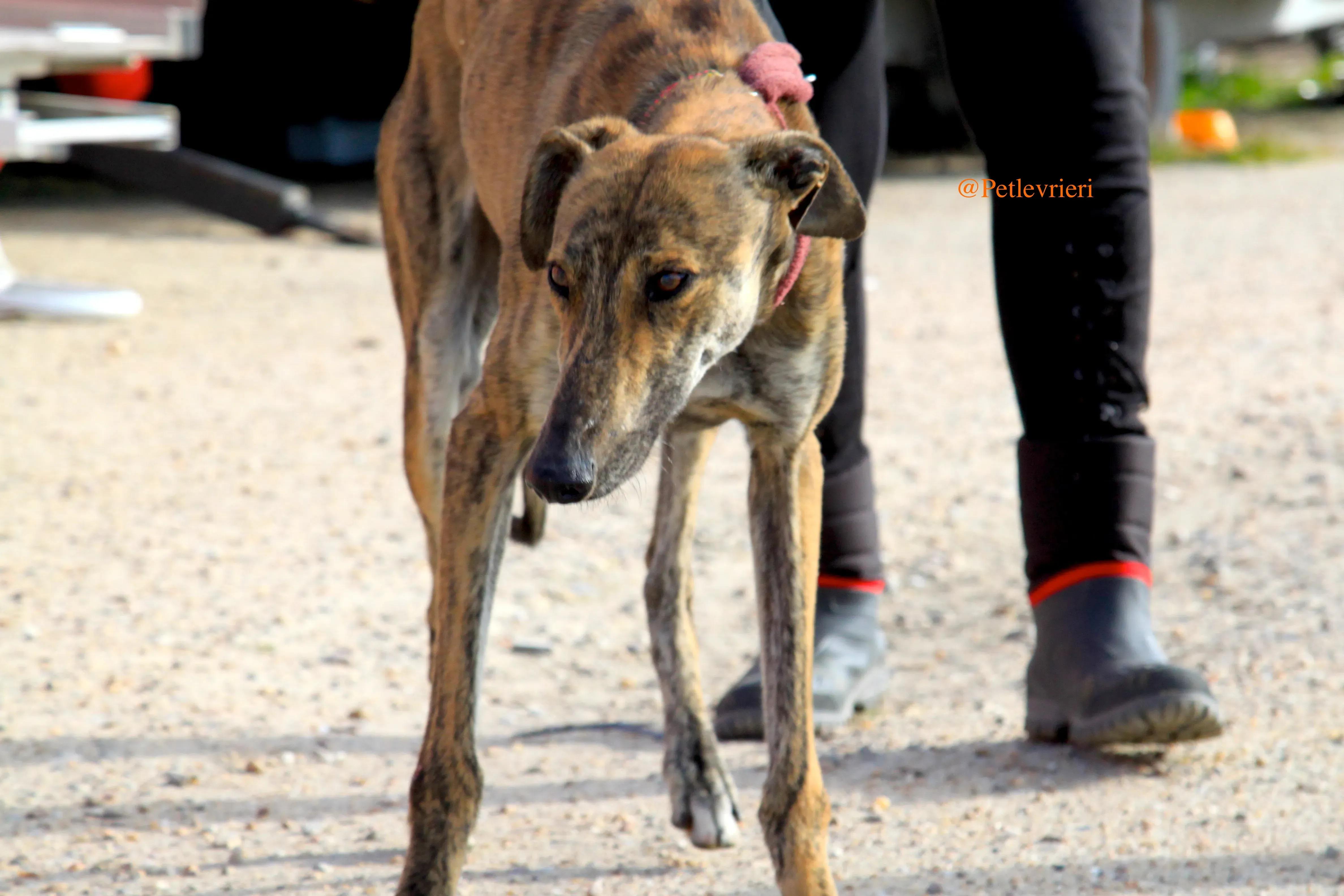 liam adozioni levrieri galgo 6