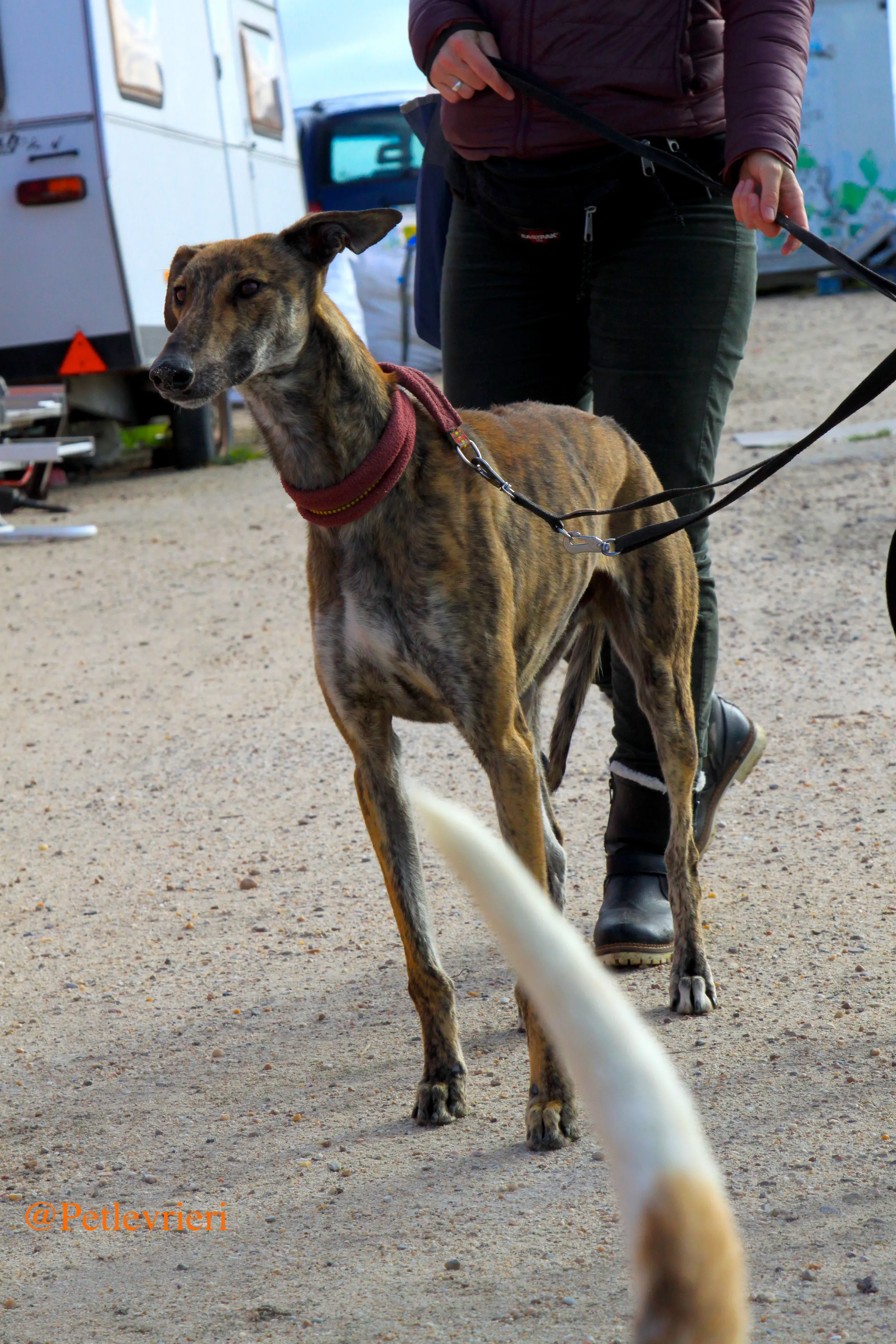 liam adozioni levrieri galgo 7