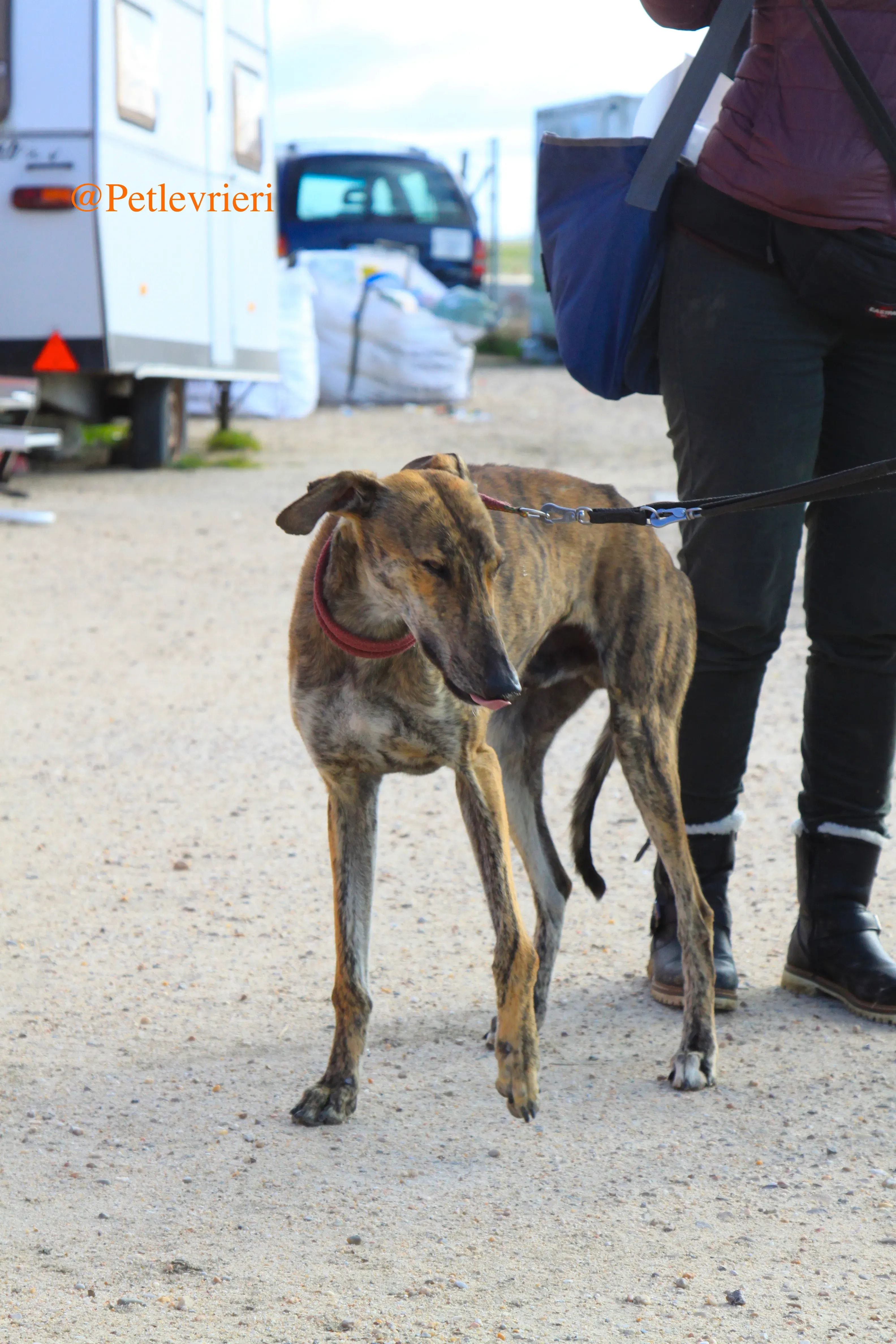 liam adozioni levrieri galgo 8
