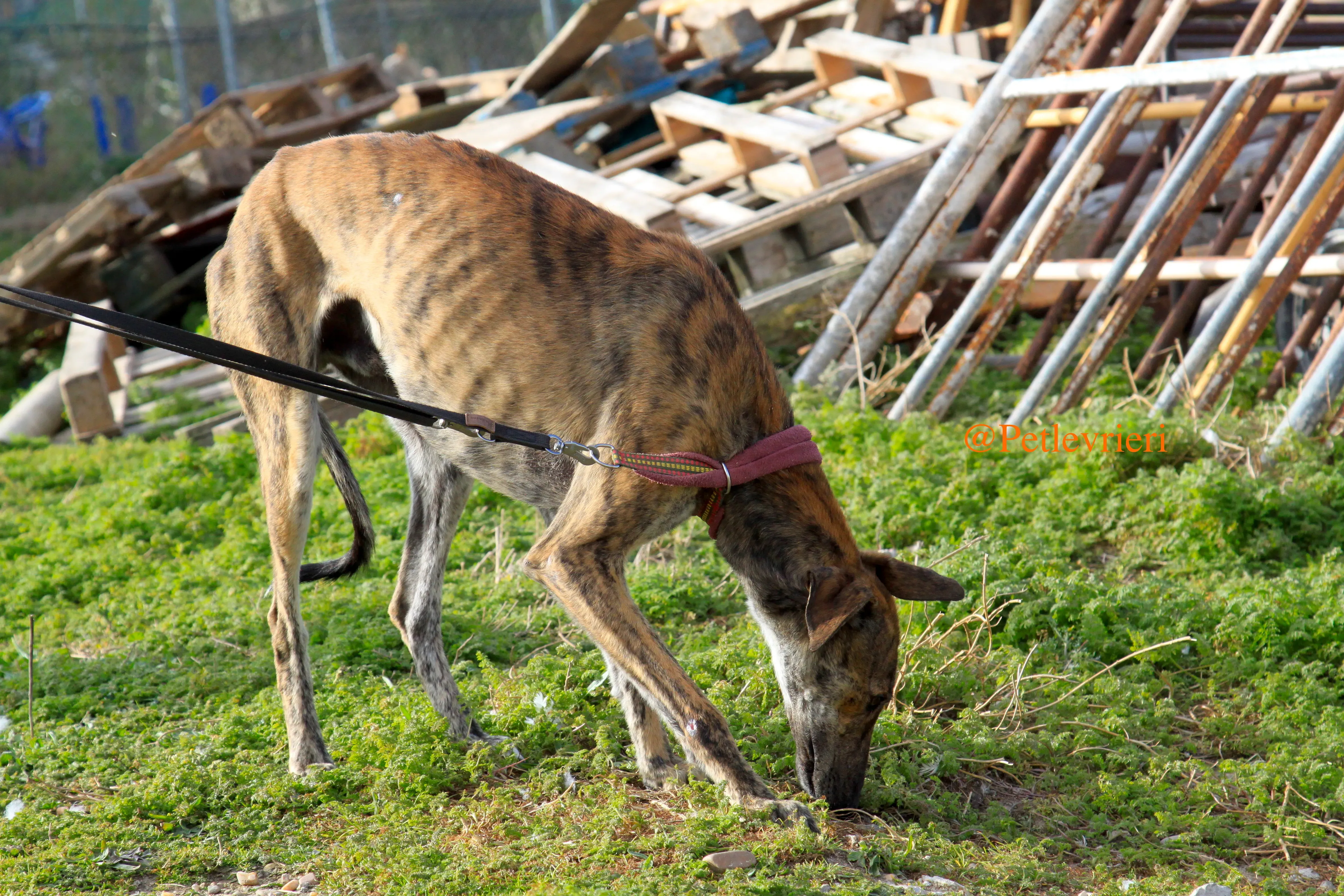 liam adozioni levrieri galgo 9