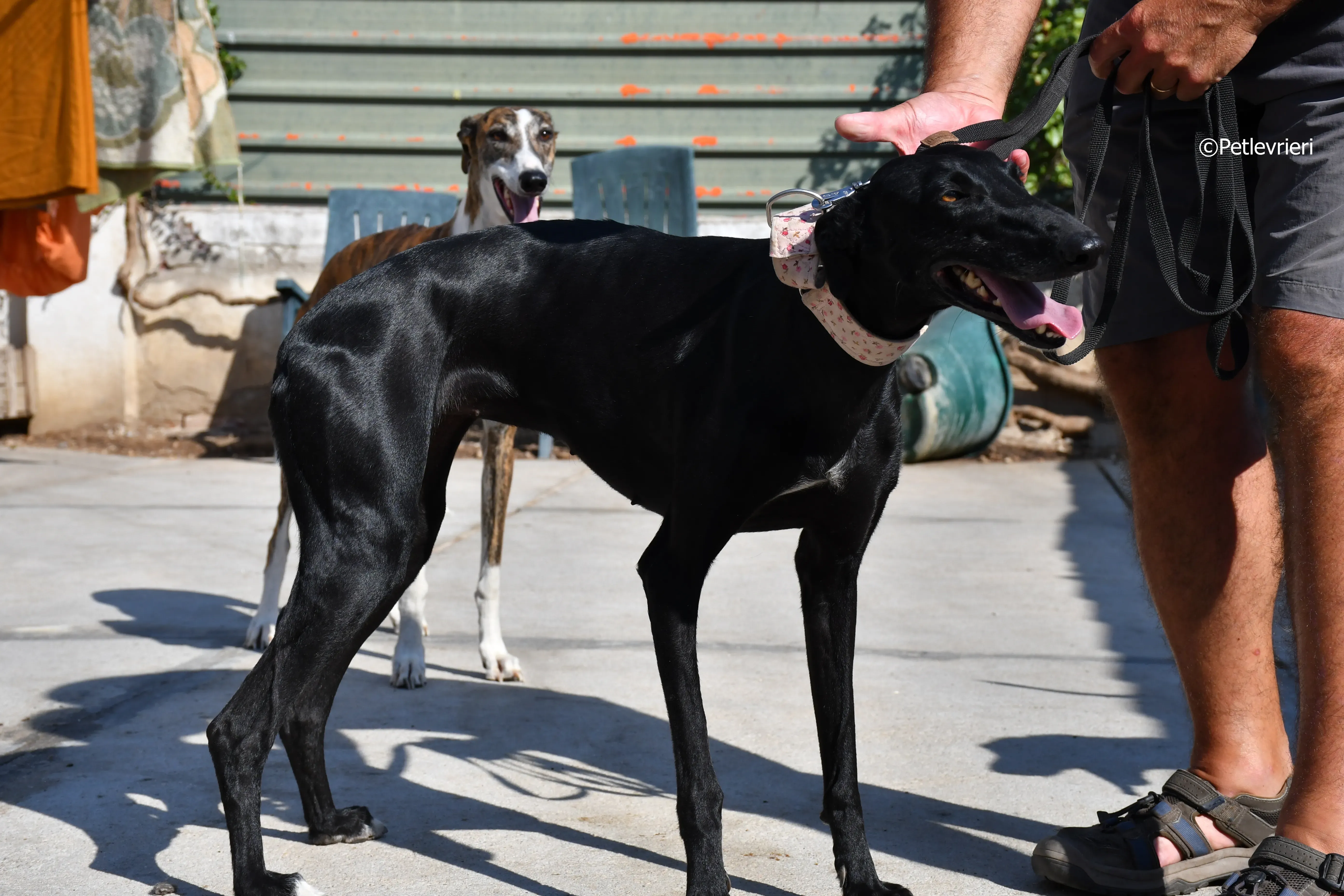 lila adozione levrieri galgo 12