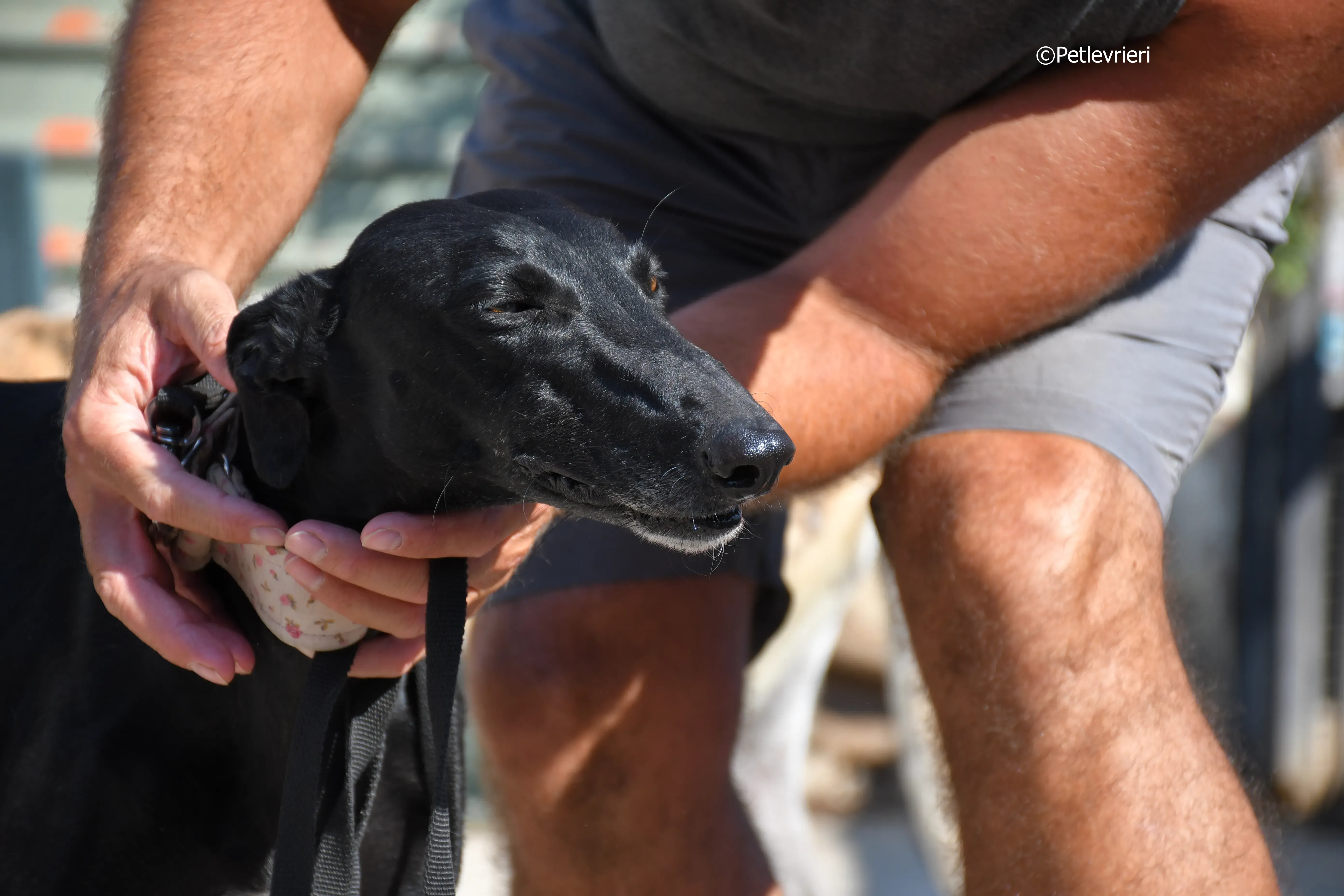 lila adozione levrieri galgo 13