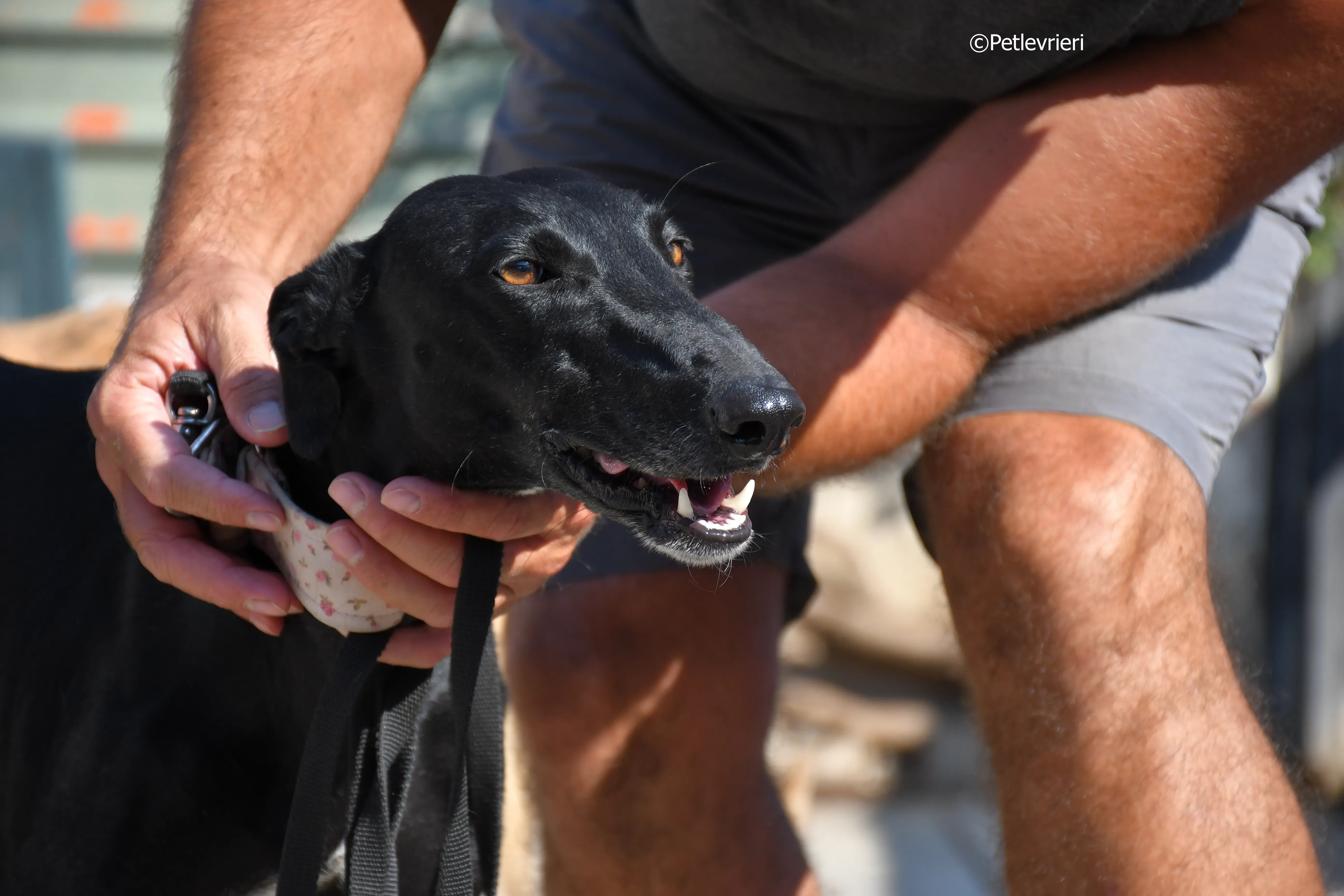 lila adozione levrieri galgo 14