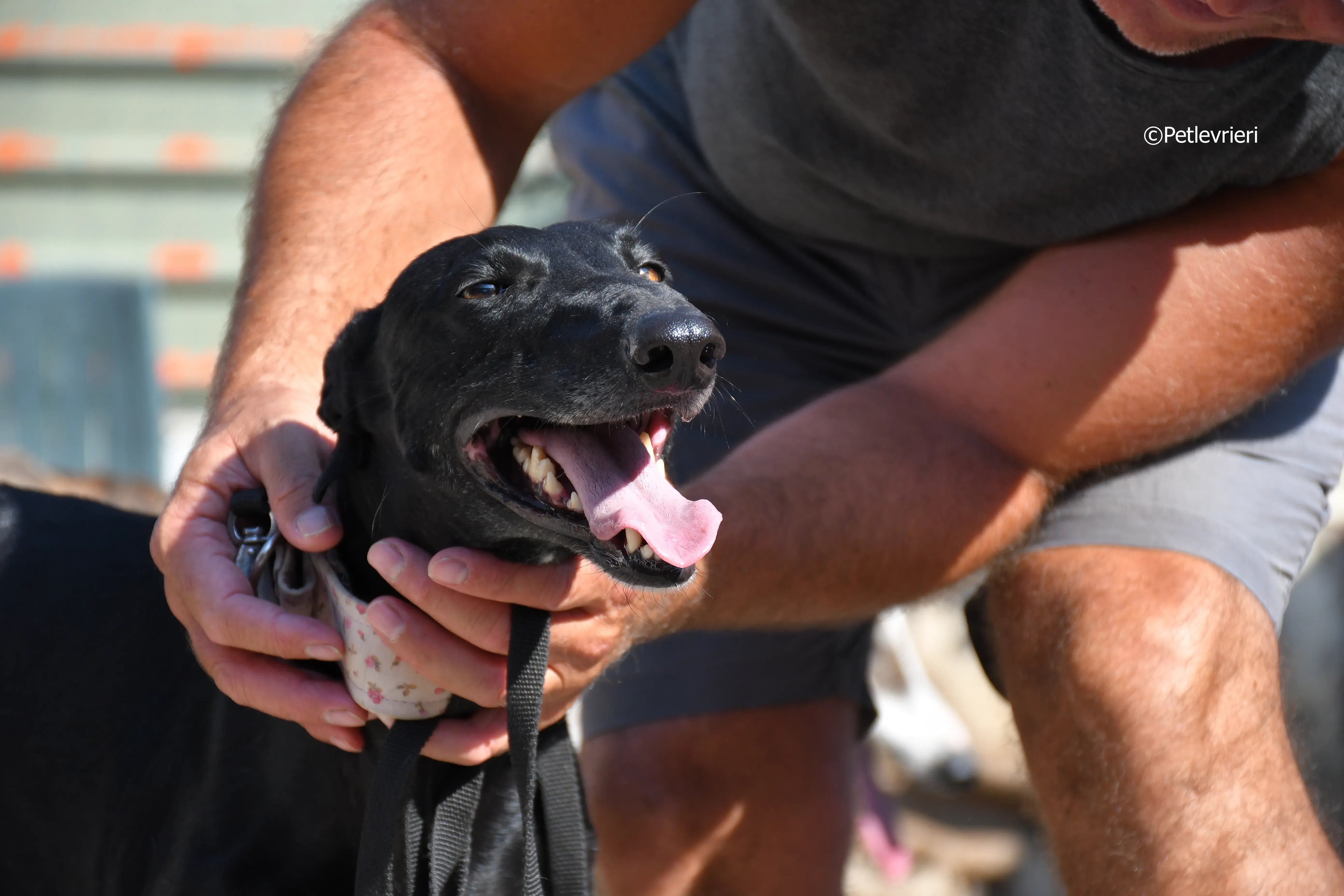 lila adozione levrieri galgo 15