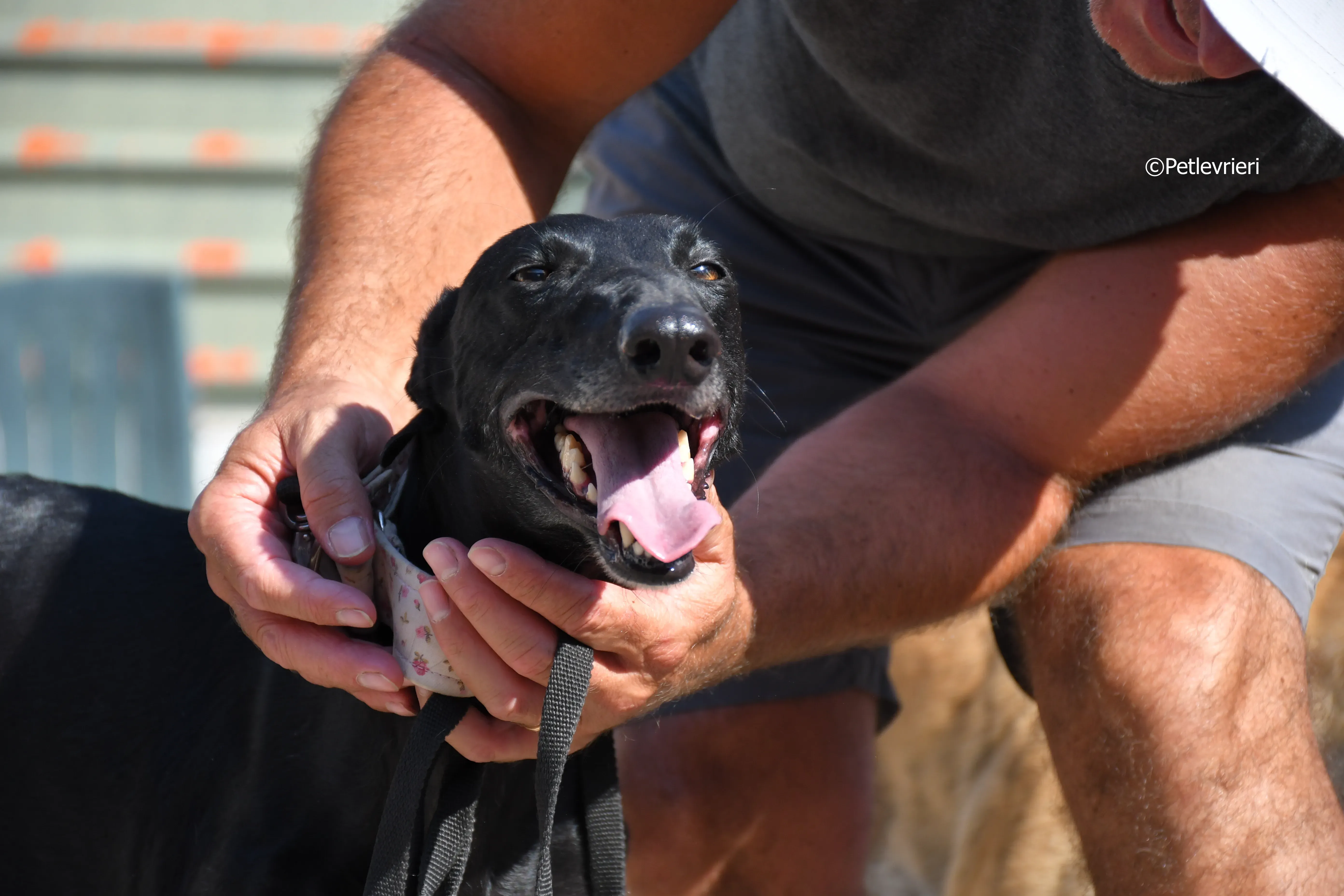 lila adozione levrieri galgo 16