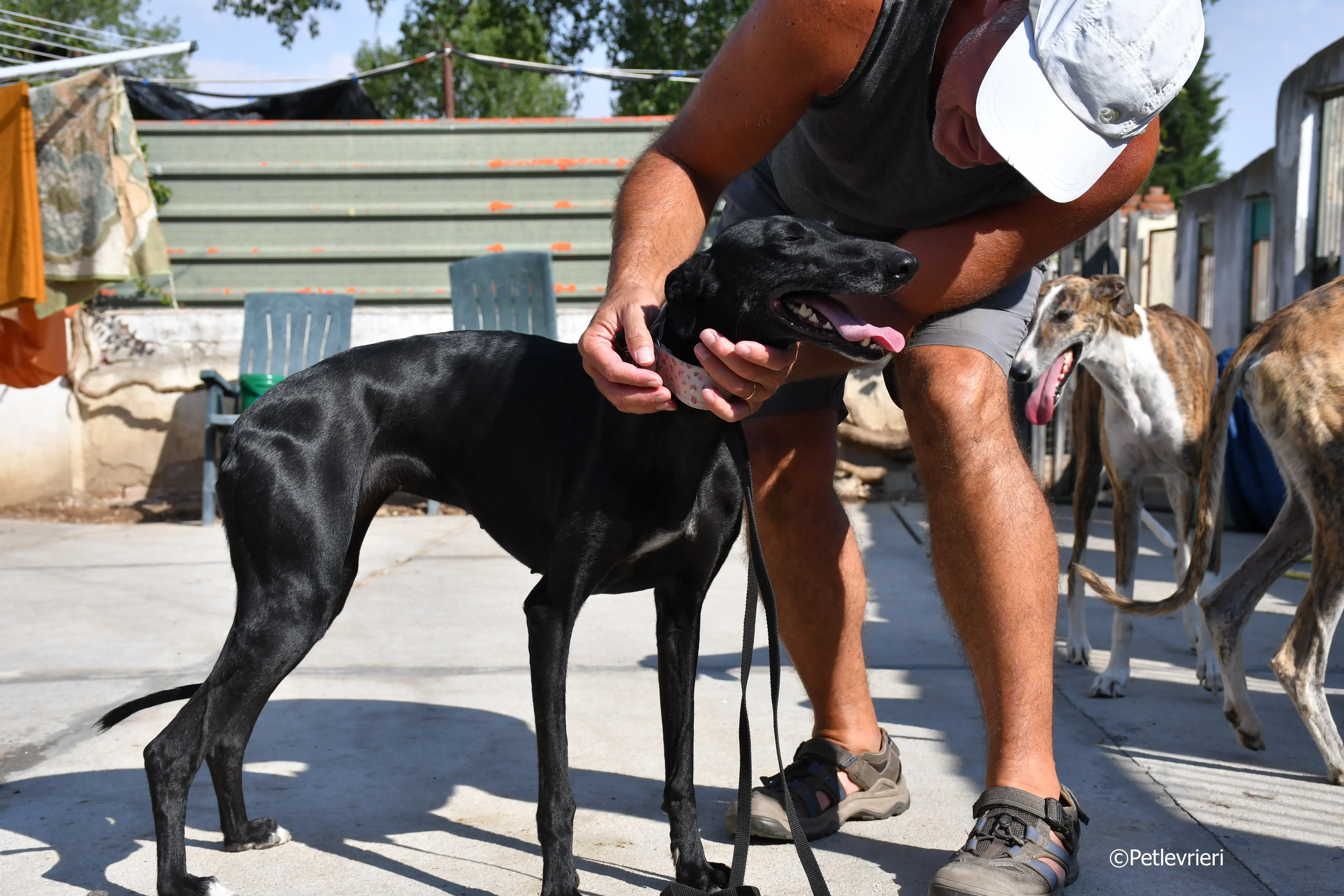 lila adozione levrieri galgo 17