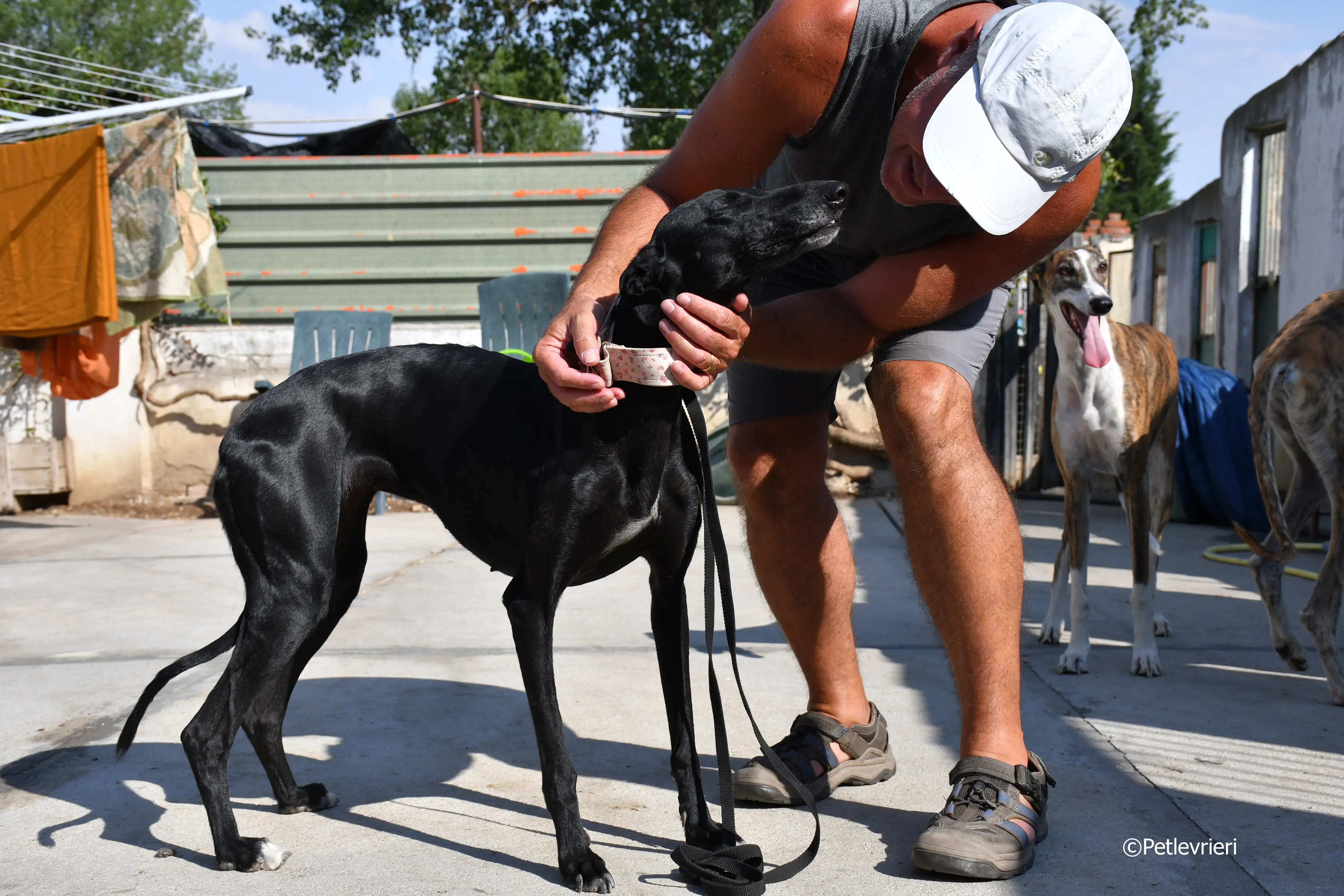 lila adozione levrieri galgo 18