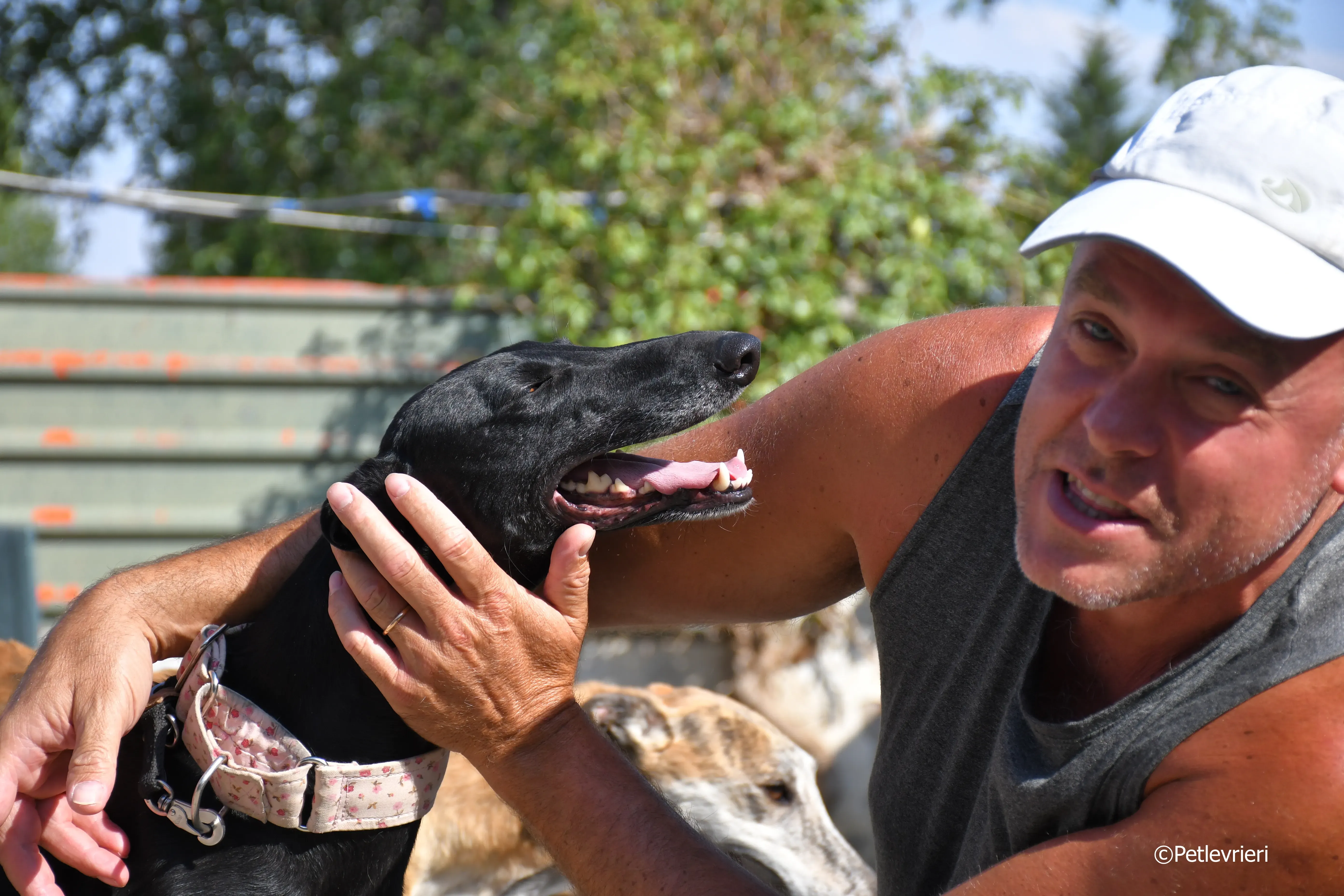 lila adozione levrieri galgo 19